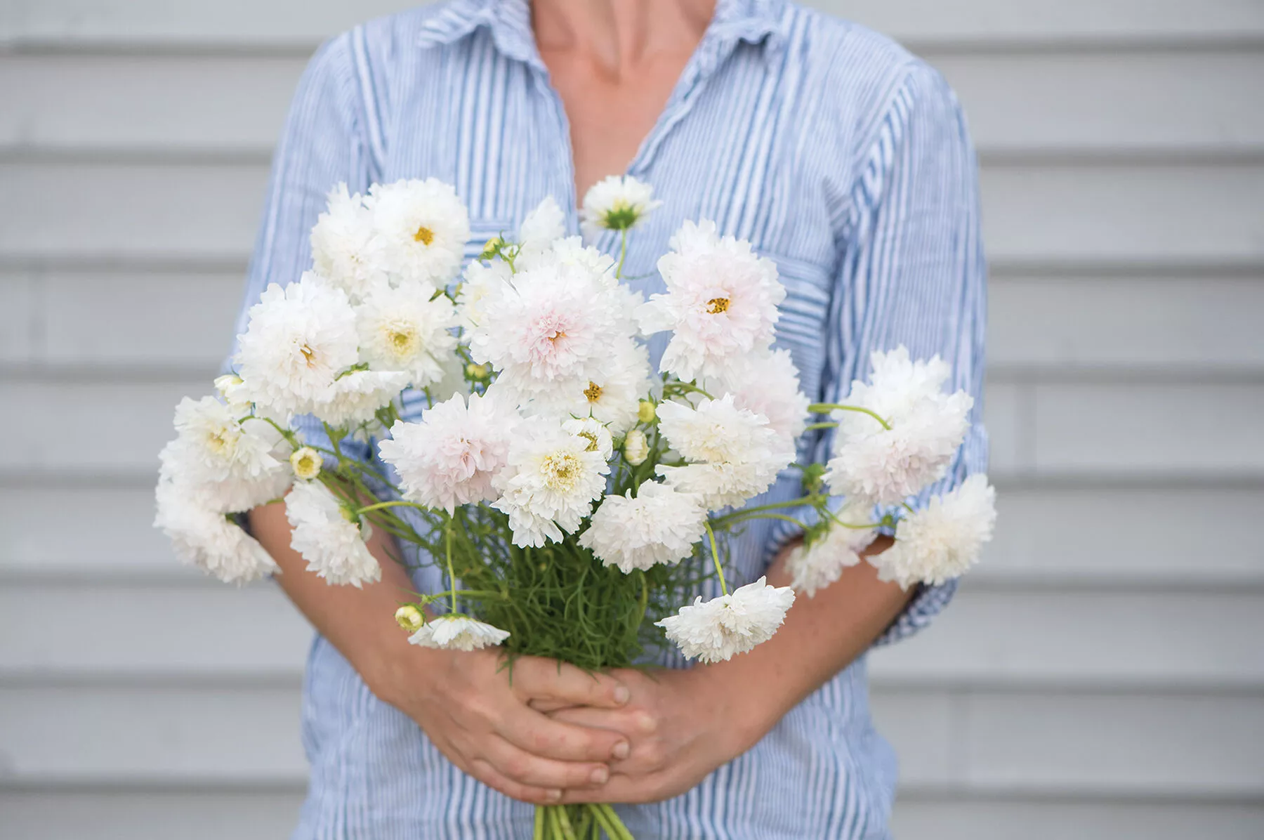 double-click-snow-puff-cosmos-seed Double Click Snow Puff Cosmos Seed
