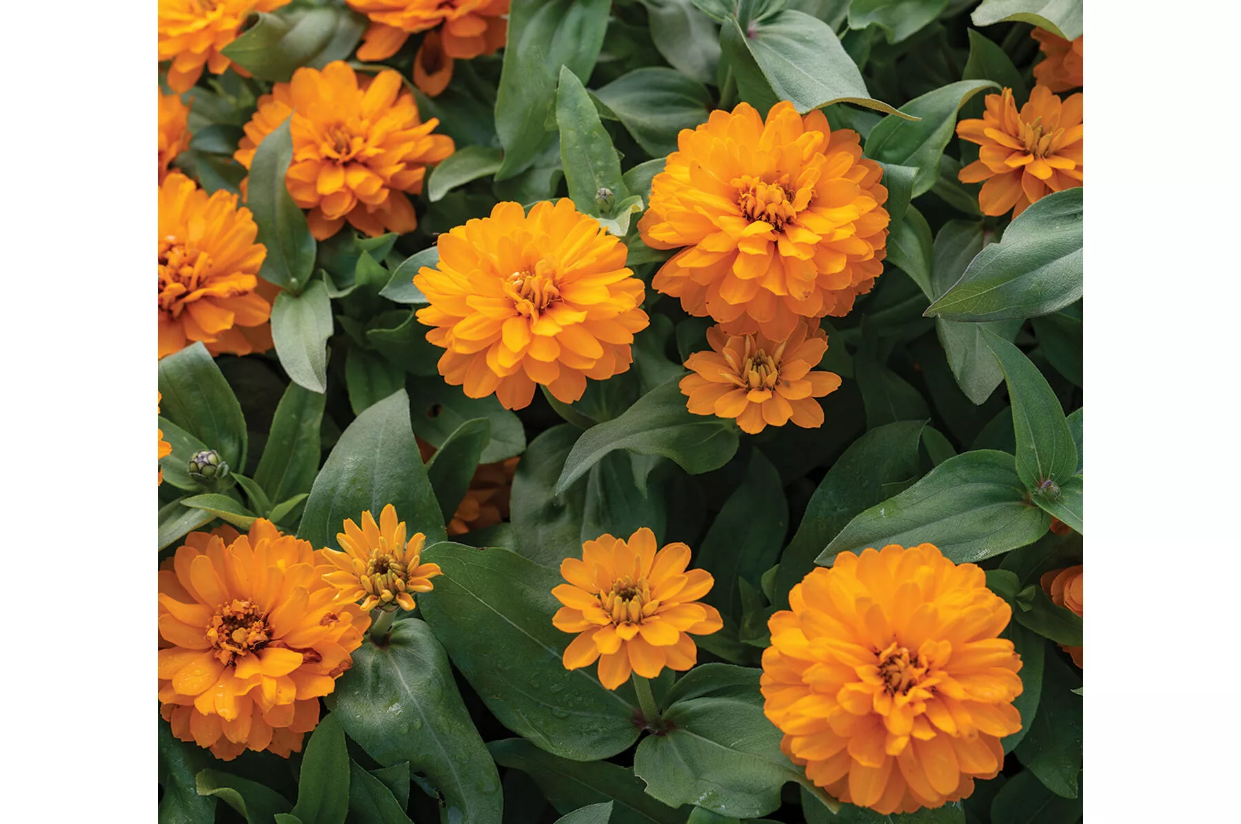 Double Zahara™ Bright Orange Zinnia Seed