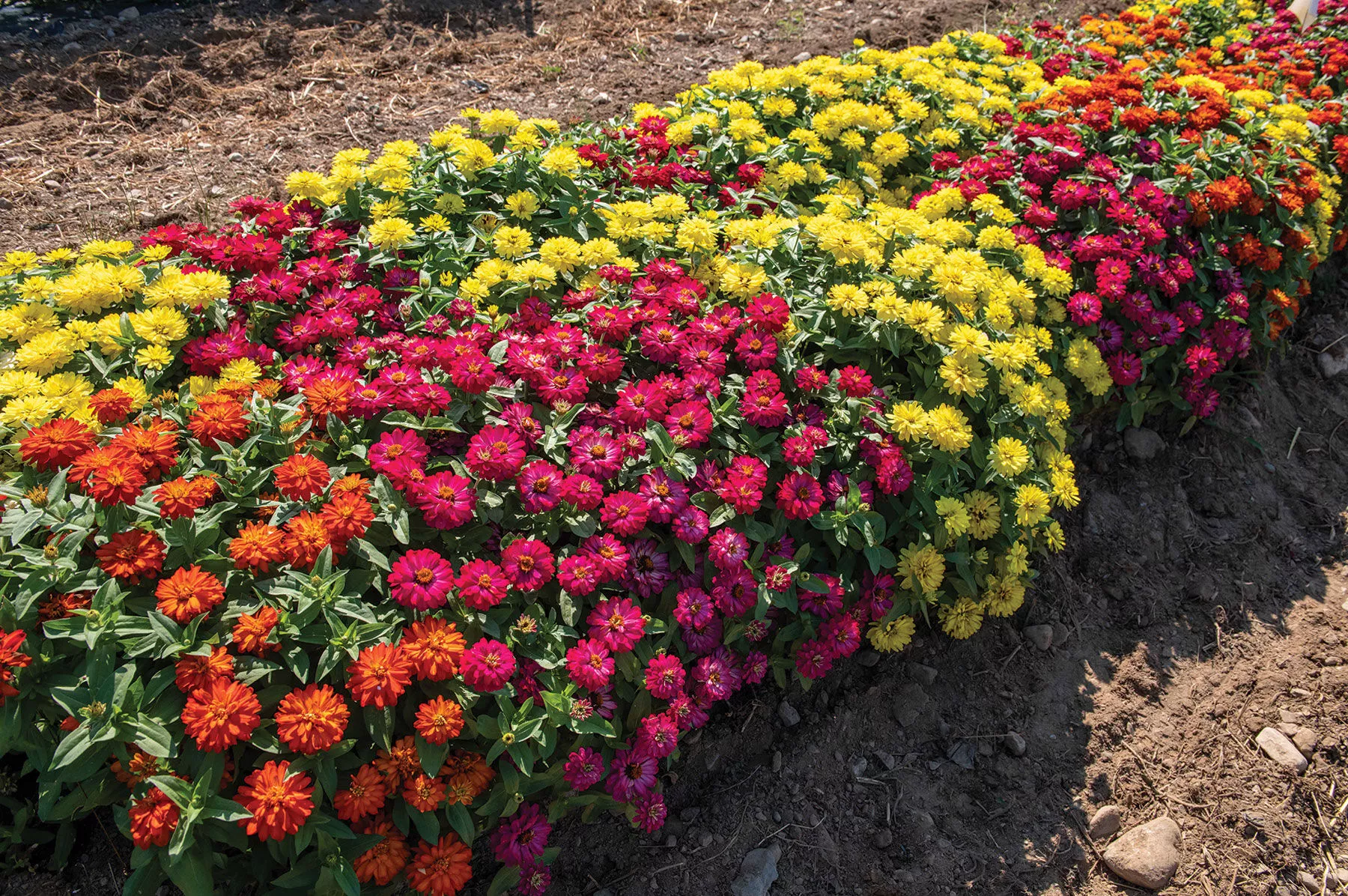 Double Zahara™ Brilliant Mixture Zinnia Seed