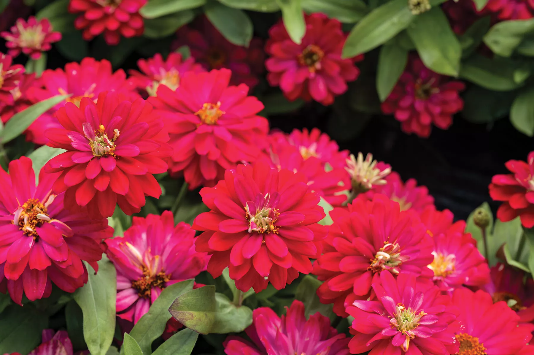 Double Zahara™ Cherry Zinnia Seed
