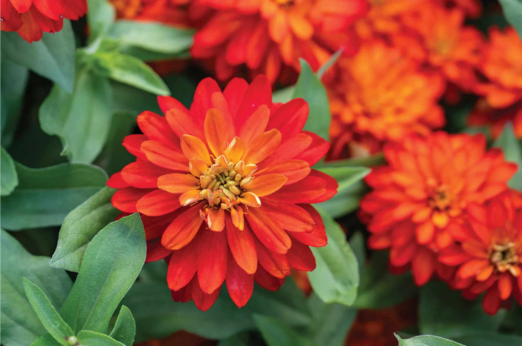 Double Zahara™ Fire Zinnia Seed