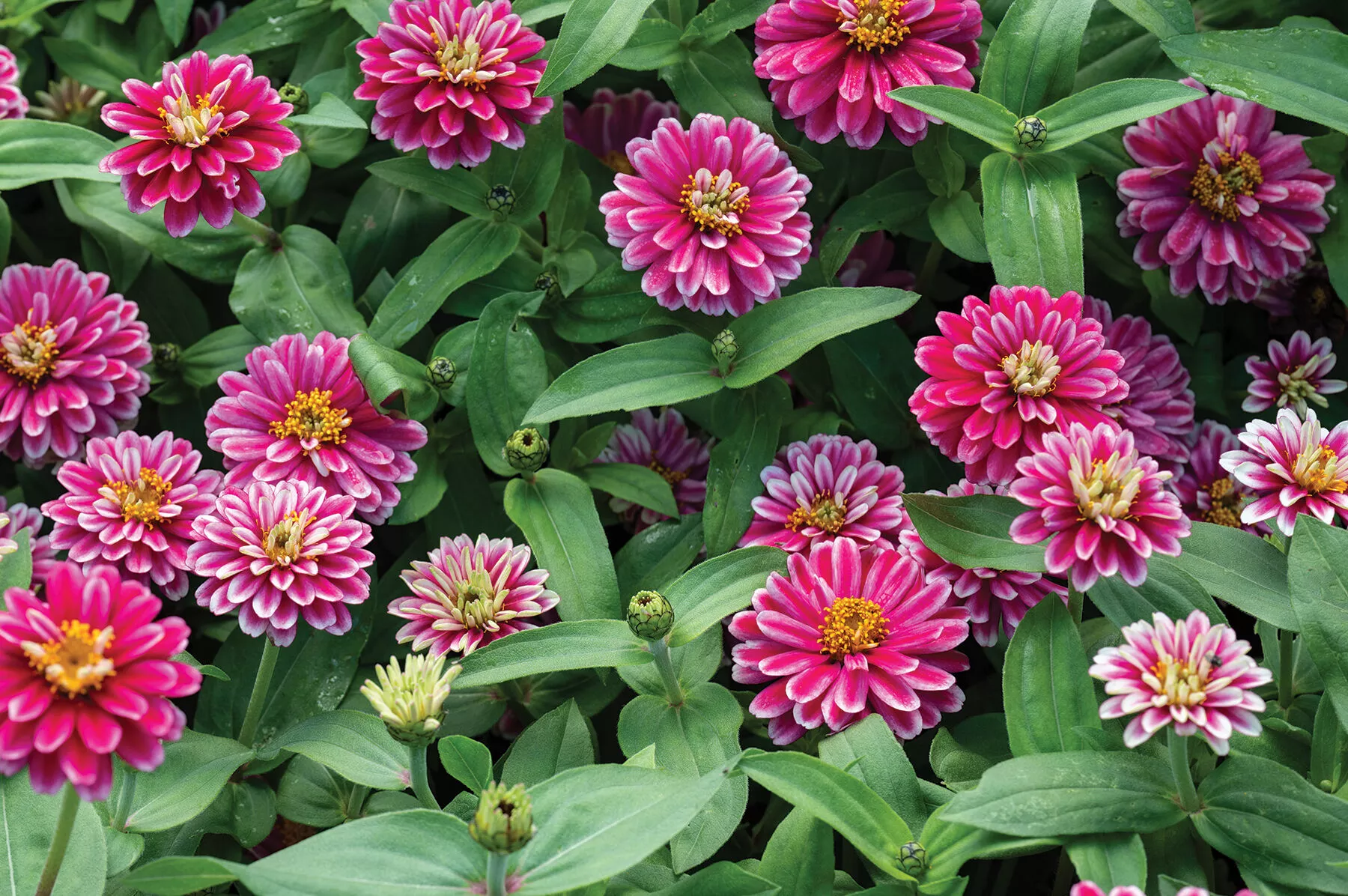 Double Zahara™ Raspberry Ripple Zinnia Seed