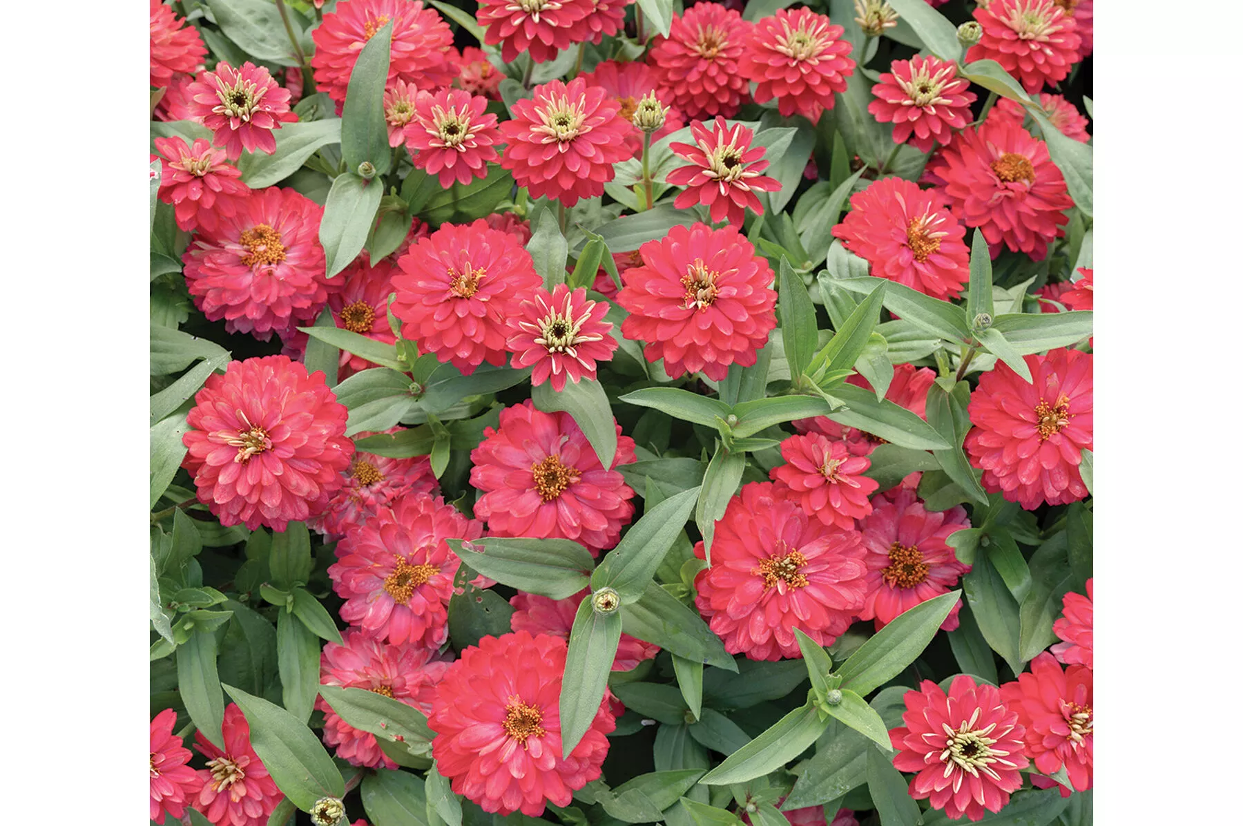 Double Zahara™ Salmon Zinnia Seed