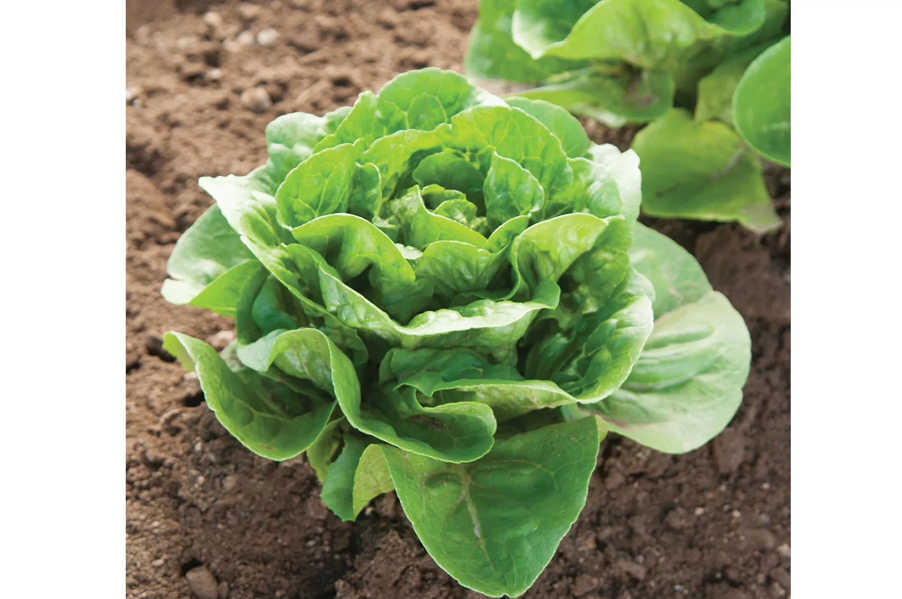 dragoon-organic-lettuce-seed Dragoon Organic Lettuce Seed