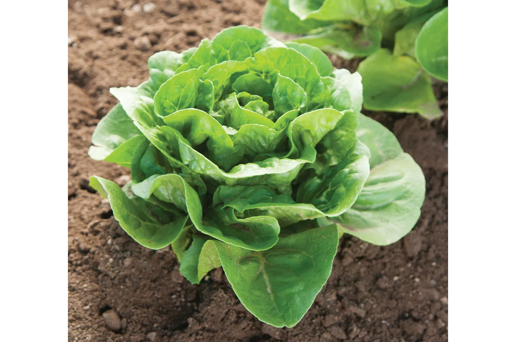 dragoon-organic-pelleted-lettuce-seed Dragoon Organic Pelleted Lettuce Seed