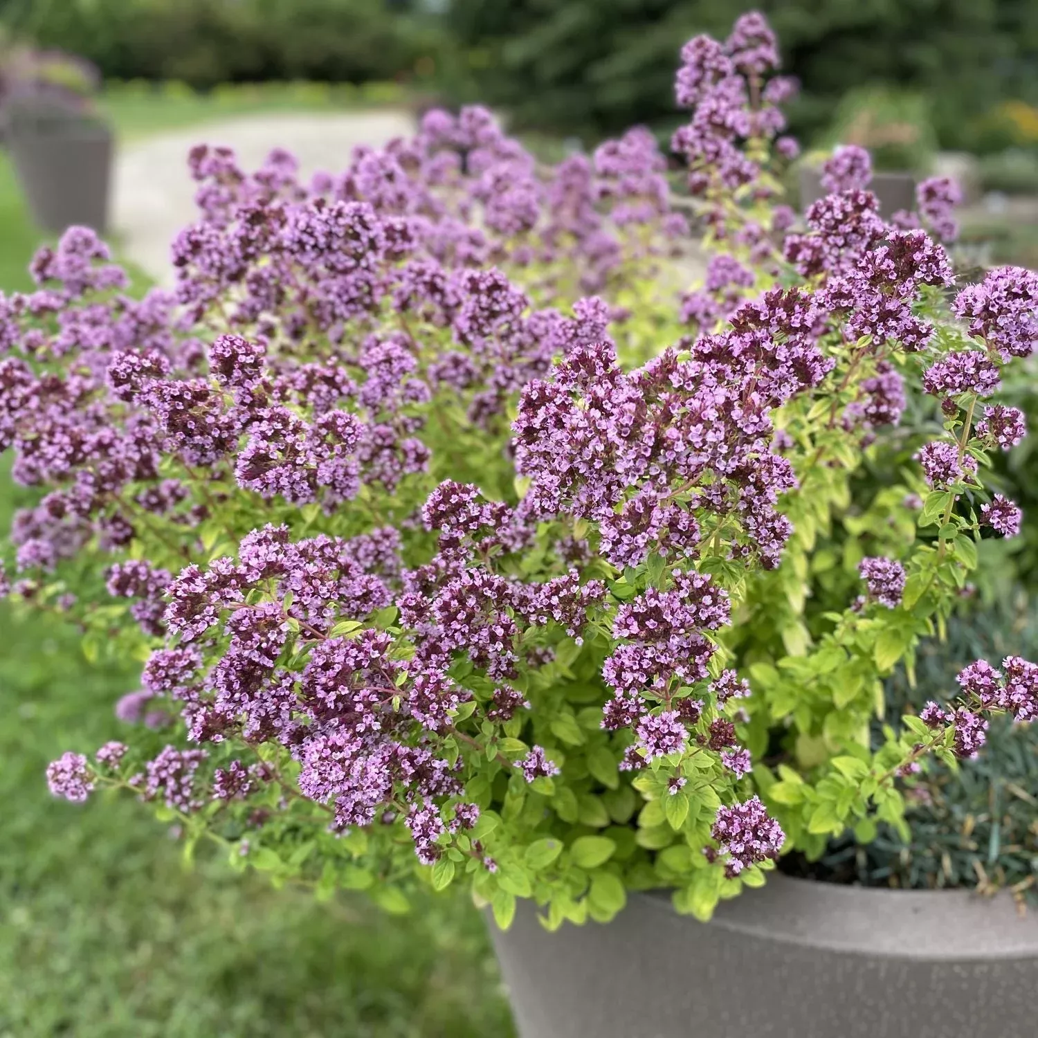 'Drops of Jupiter' Ornamental Oregano (Oreganum)