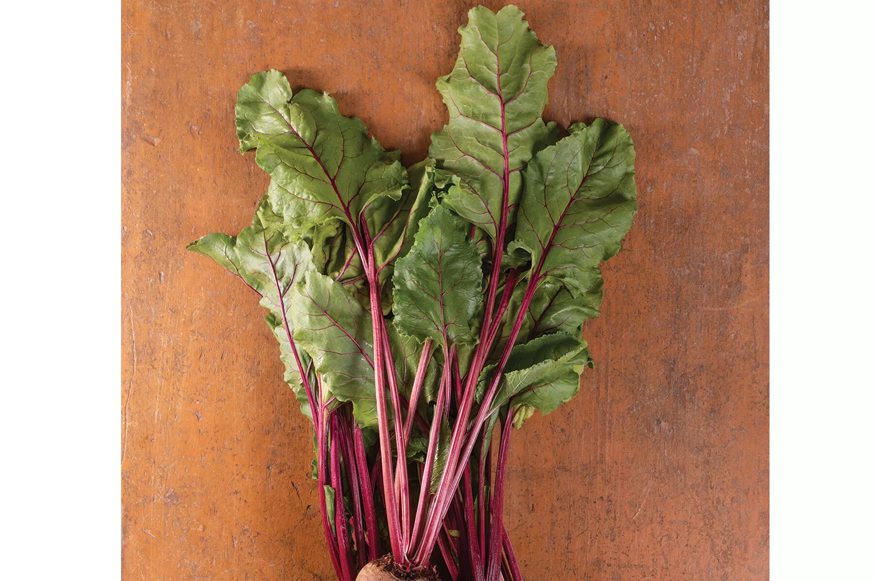 early-wonder-tall-top-beet-seed Early Wonder Tall Top Beet Seed