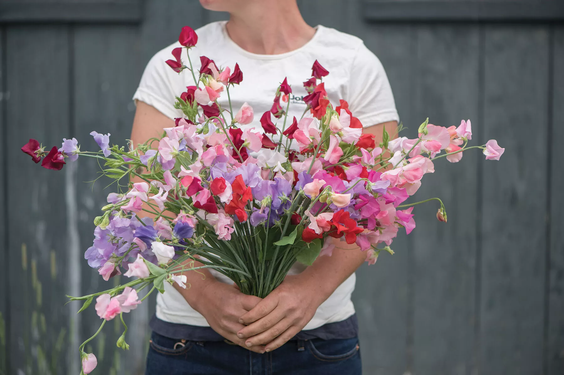 Elegance Formula Mix Sweet Pea Seed