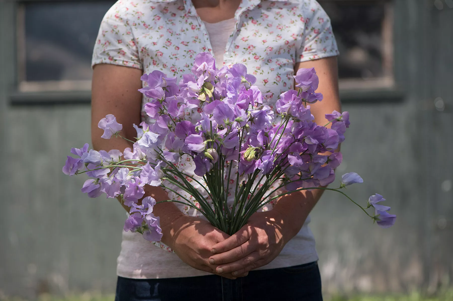 Elegance Lavender Sweet Pea Seed