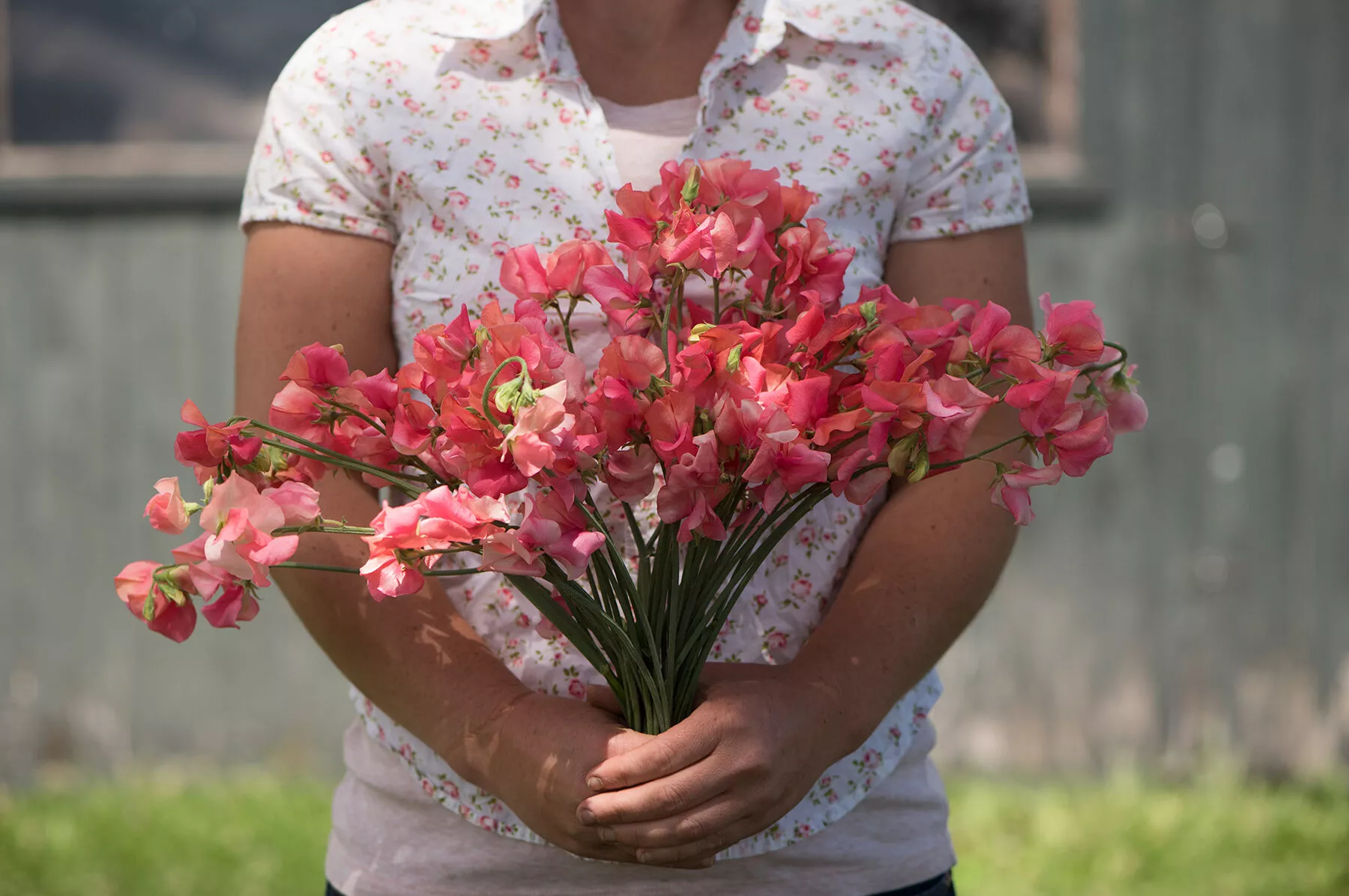 Elegance Salmon Rose Sweet Pea Seed