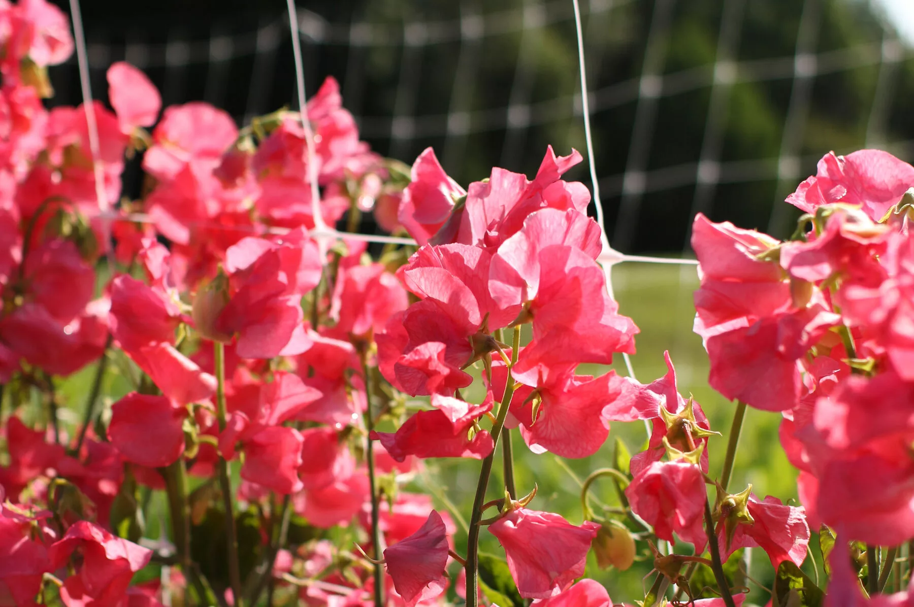 Elegance Watermelon Sweet Pea Seed