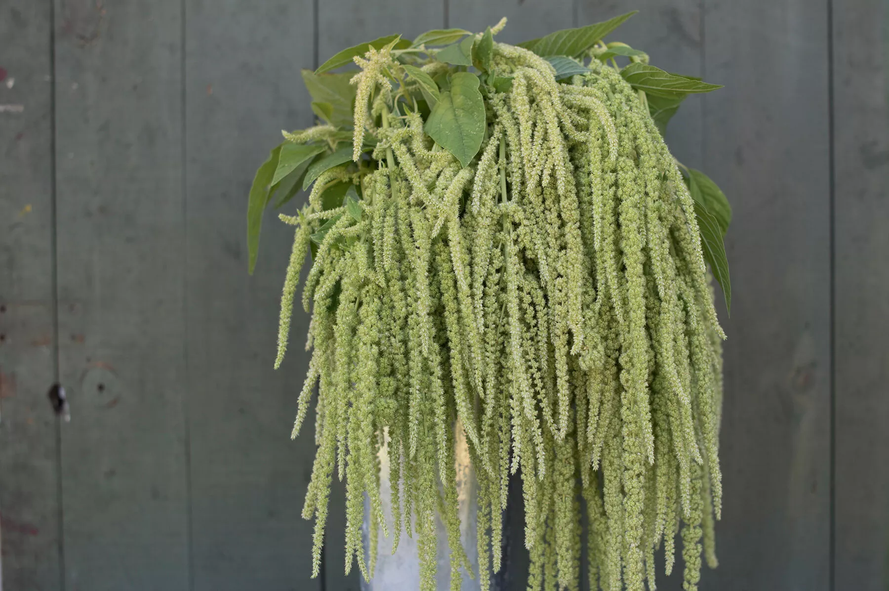 emerald-tassels-amaranthus-seed Emerald Tassels Amaranthus Seed