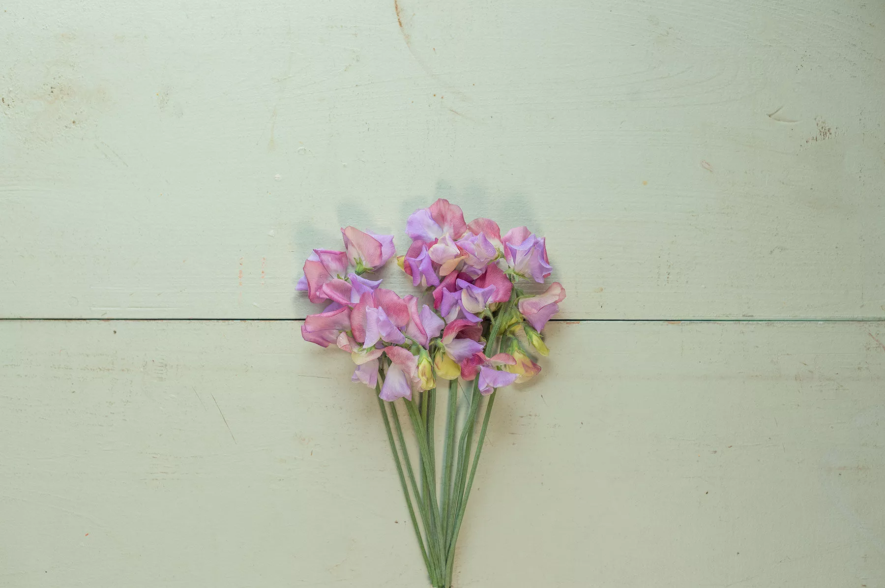 Enchanté Sweet Pea Seed