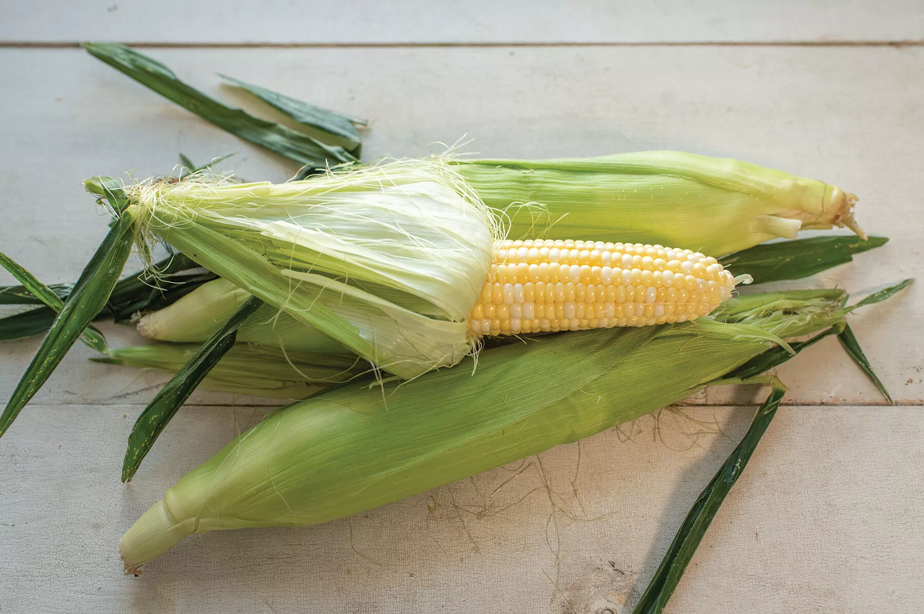 Essence Treated (F1) Corn Seed