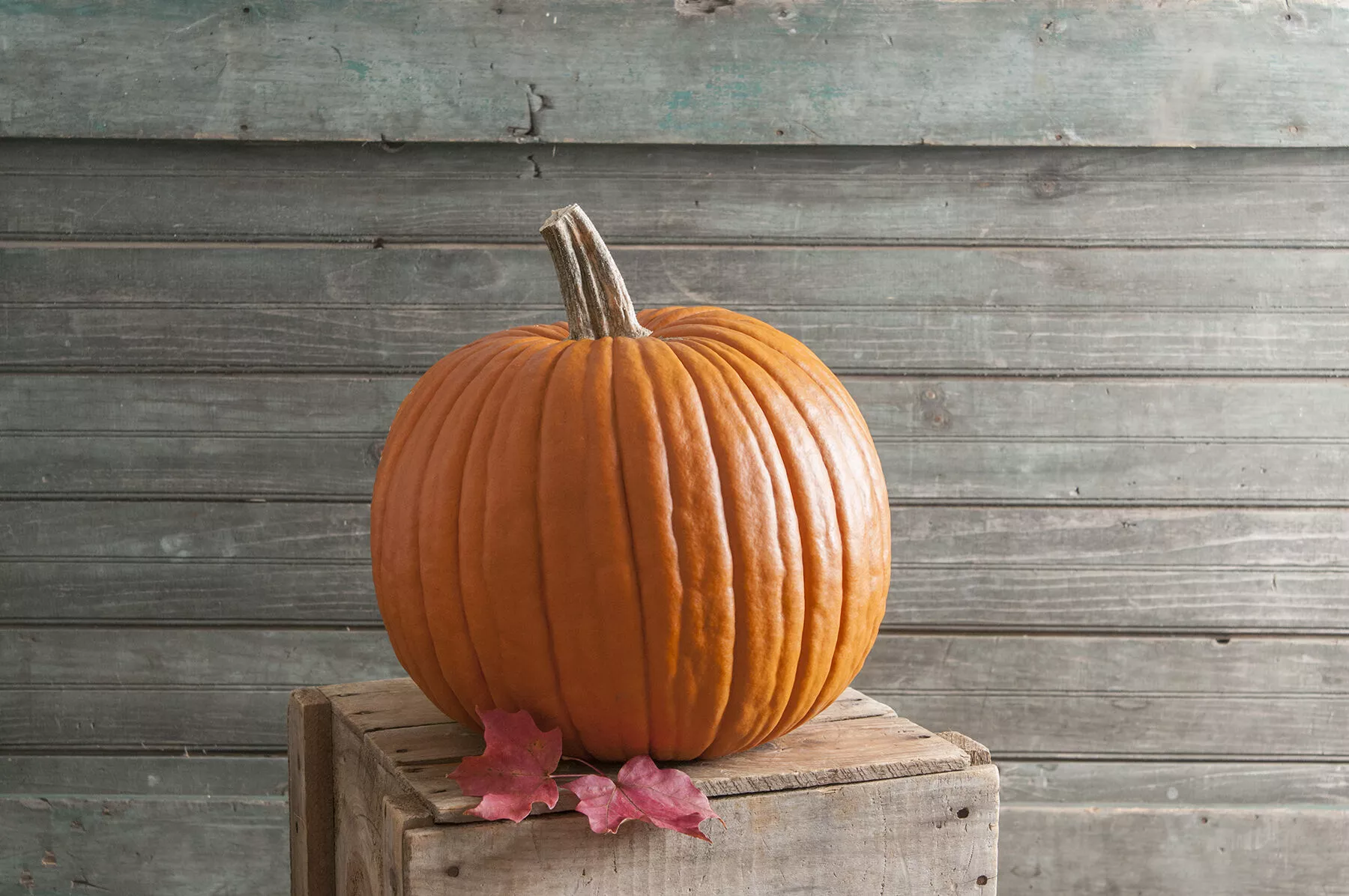 Expert (F1) Pumpkin Seed
