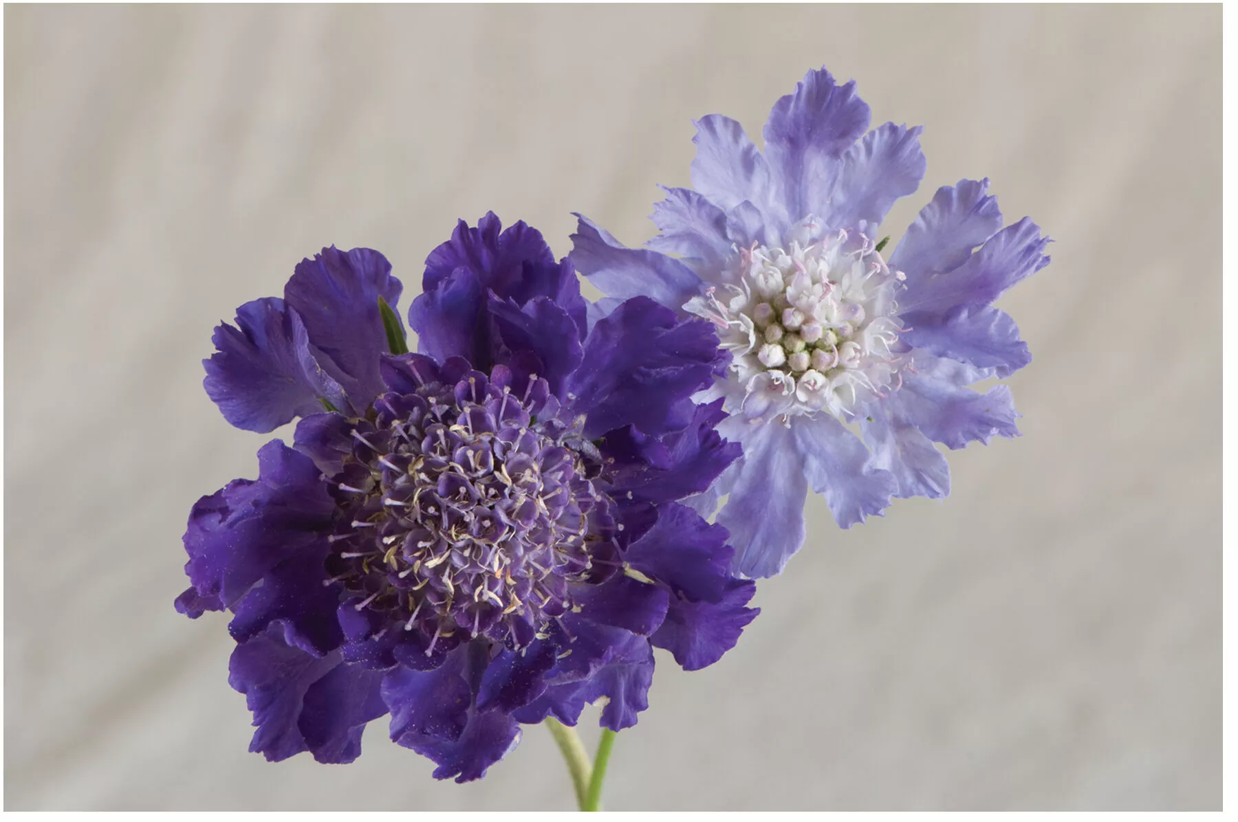 Fama Deep Blue Scabiosa Seed