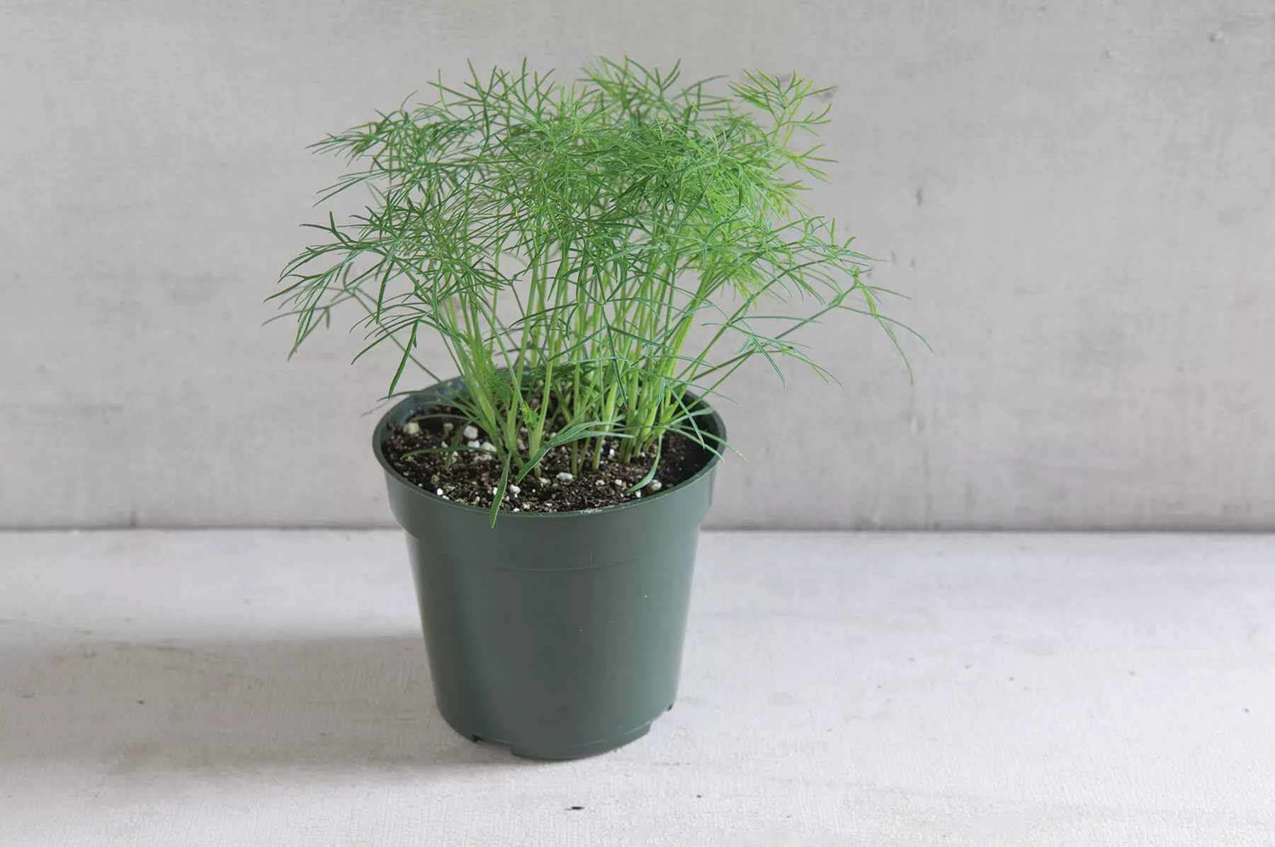 Fernleaf Dill Seed