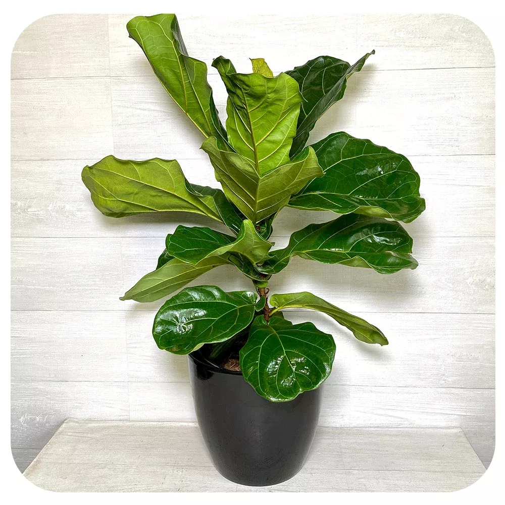 Ficus Lyrata 'Fiddle Leaf Fig'