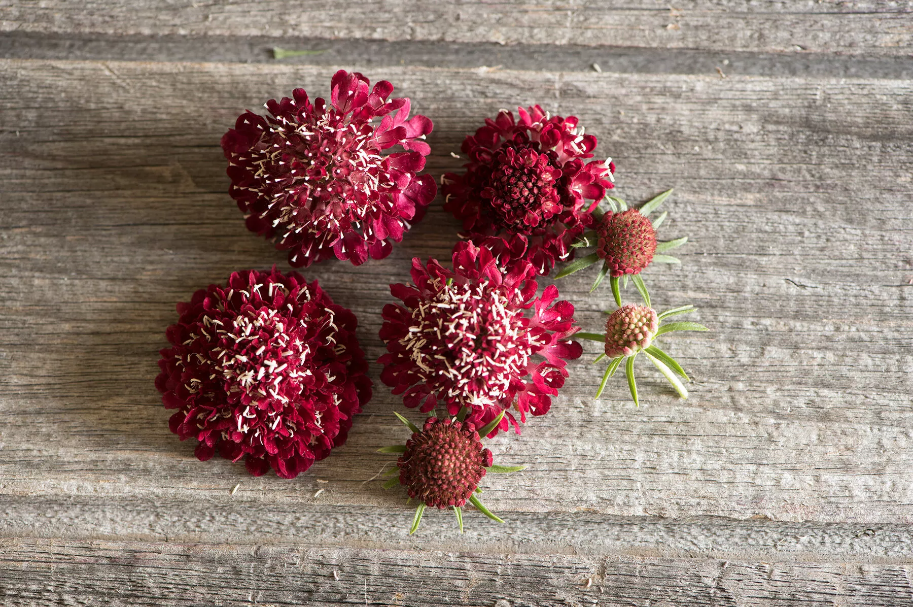 Fire King Scabiosa Seed