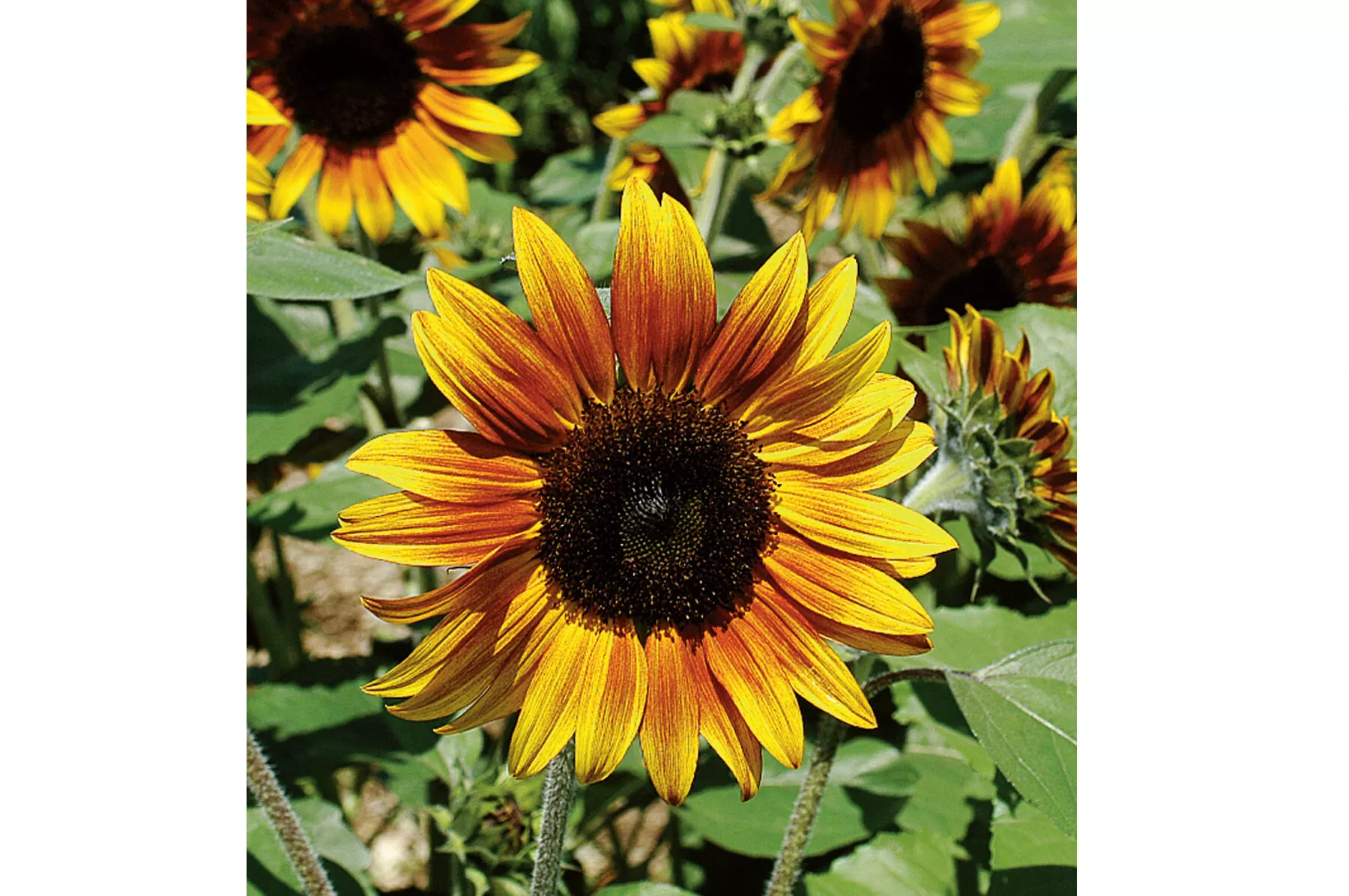 Firecracker (F1) Sunflower Seed