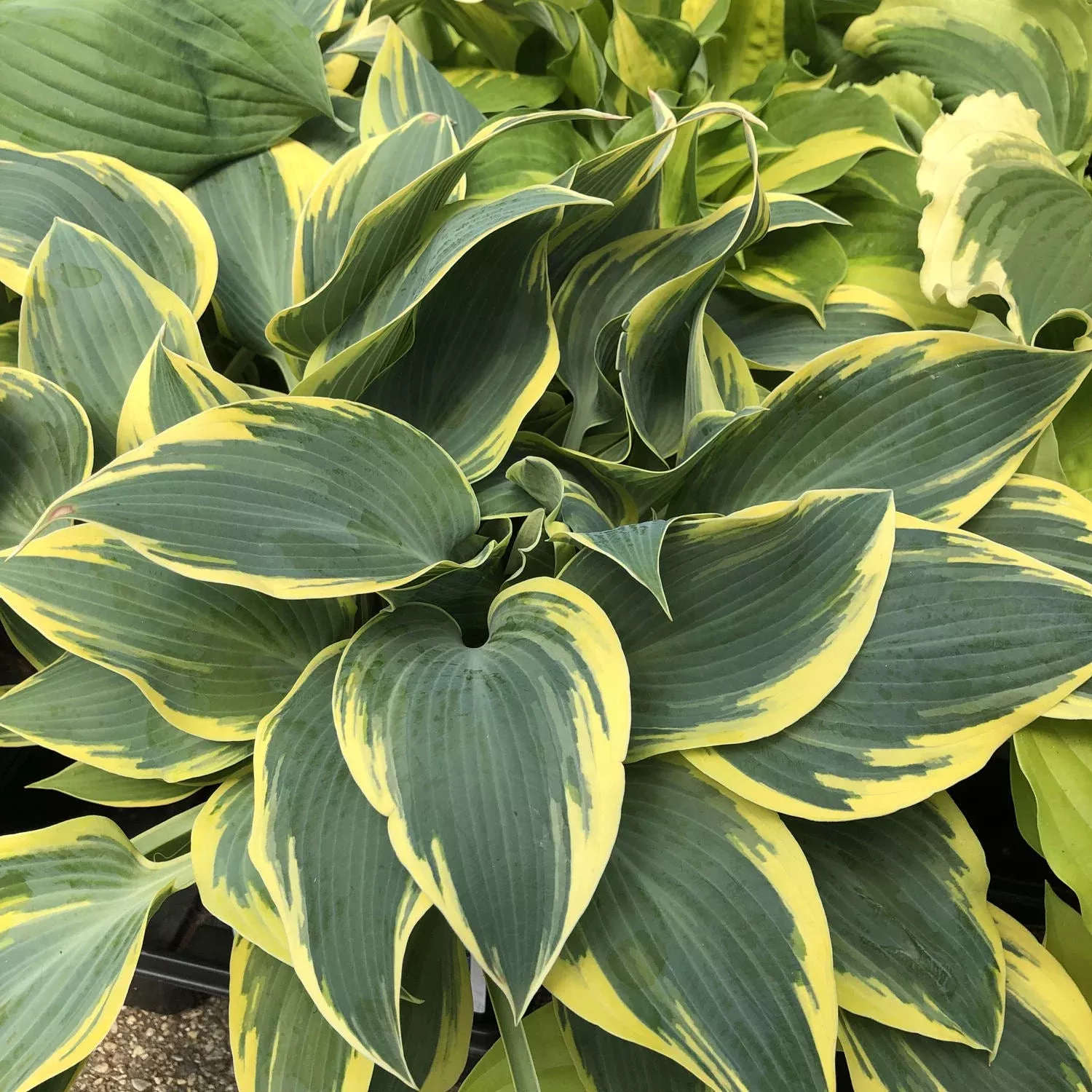 'First Frost' Hosta