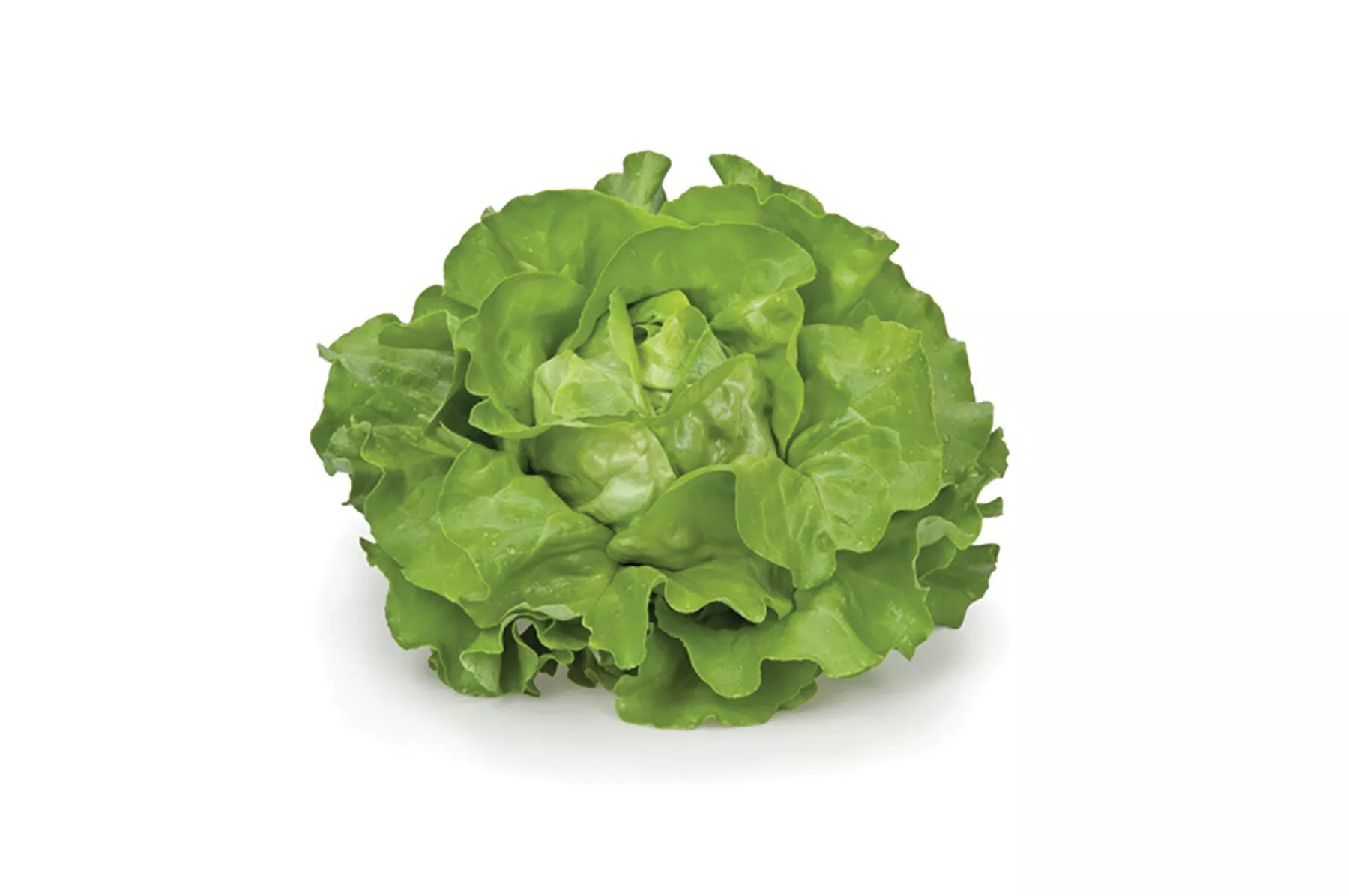 flandria-pelleted-lettuce-seed Flandria Pelleted Lettuce Seed