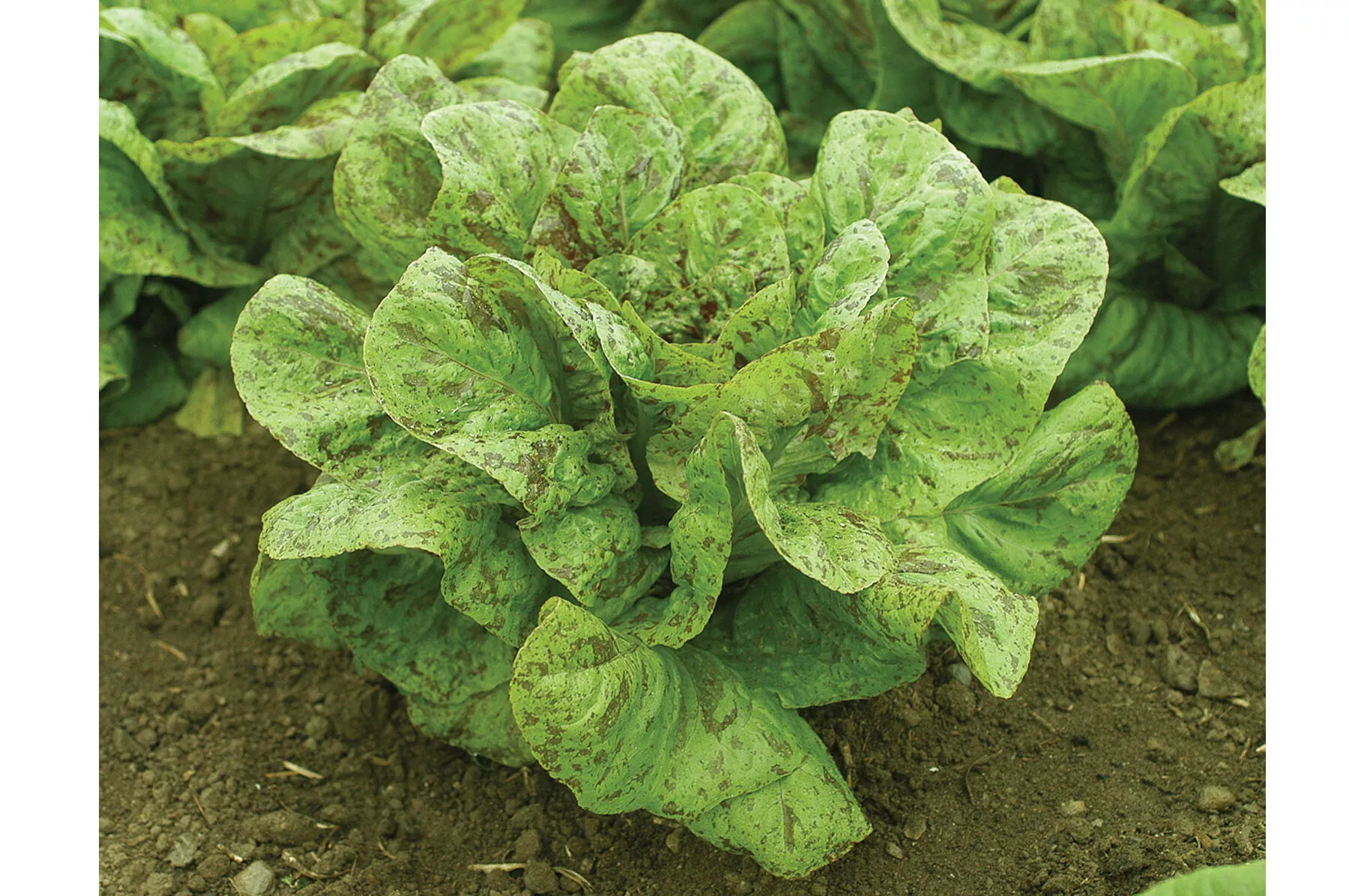 flashy-trout-back-organic-lettuce-seed Flashy Trout Back Organic Lettuce Seed