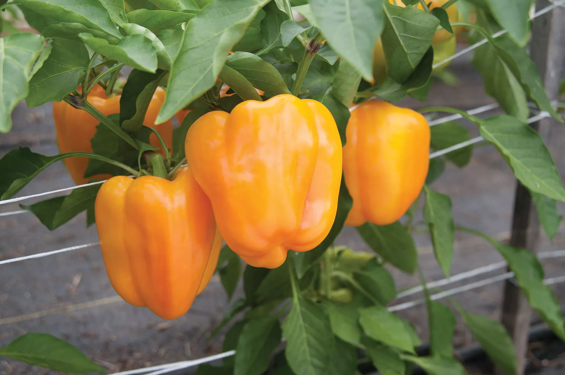 Flavorburst (F1) Bell Pepper Seed