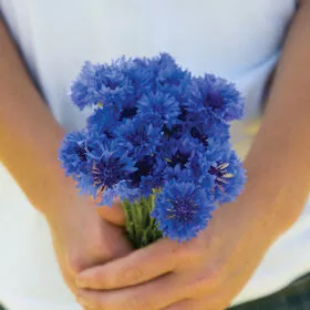 Florist Blue Boy