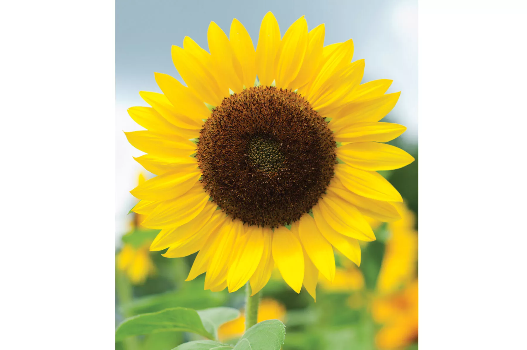 Full Sun Improved (F1) Sunflower Seed