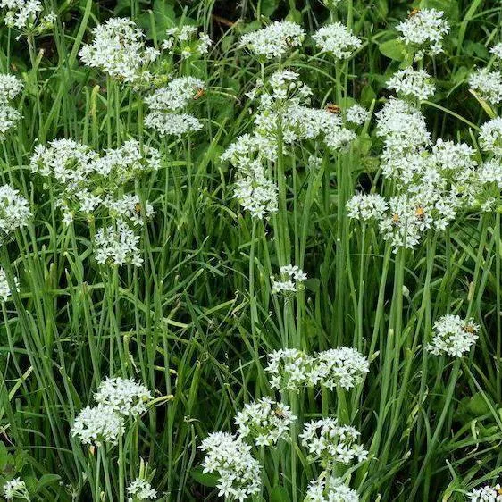 garlic-chives-herb-seeds Garlic Chives Herb Seeds
