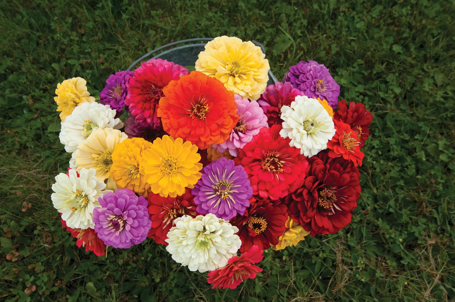 Giant Dahlia Flowered Mix Zinnia Seed