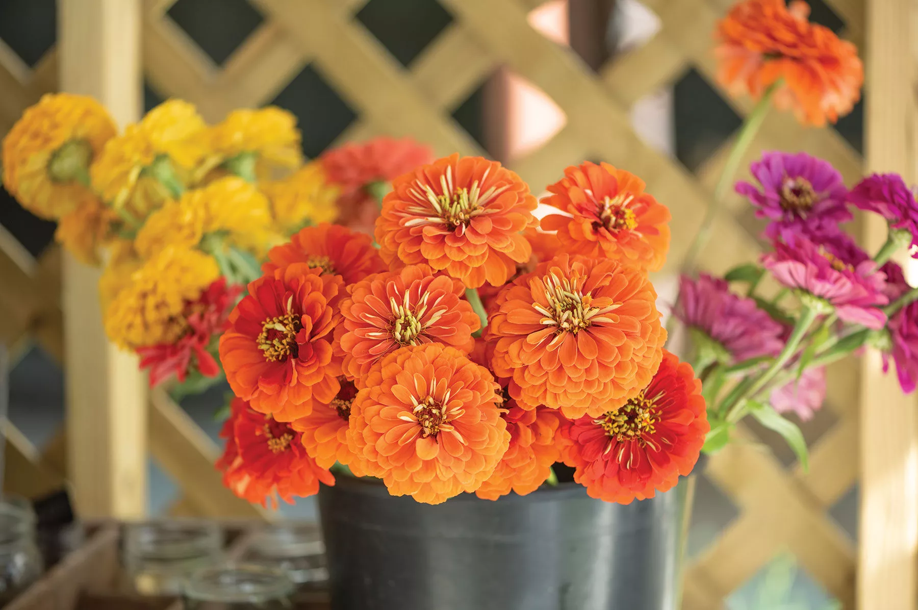 Giant Orange Organic Zinnia Seed