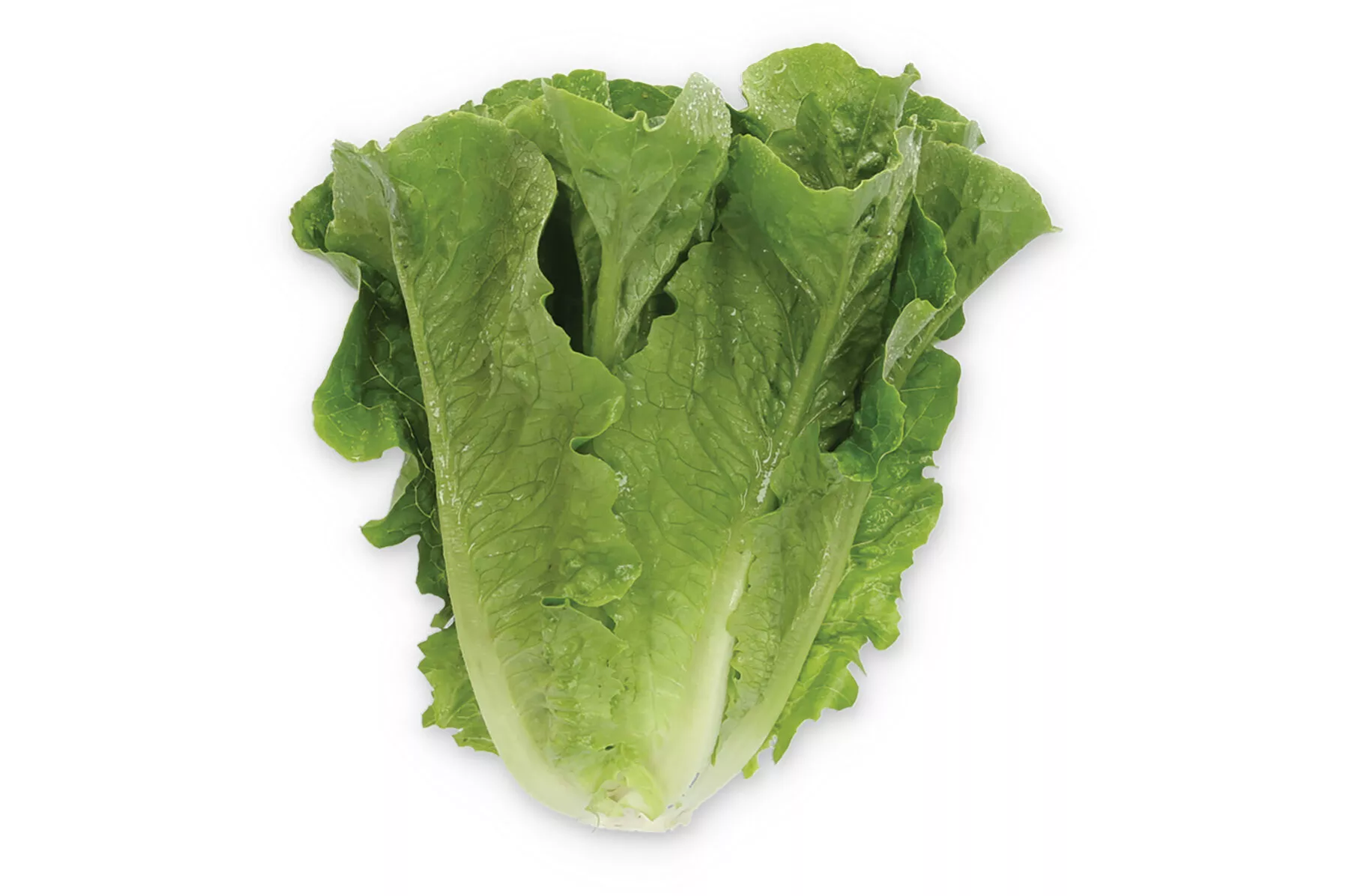 gladius-pelleted-lettuce-seed Gladius Pelleted Lettuce Seed