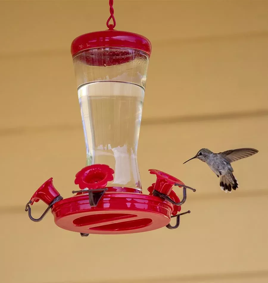 Glass Hummingbird Feeder
