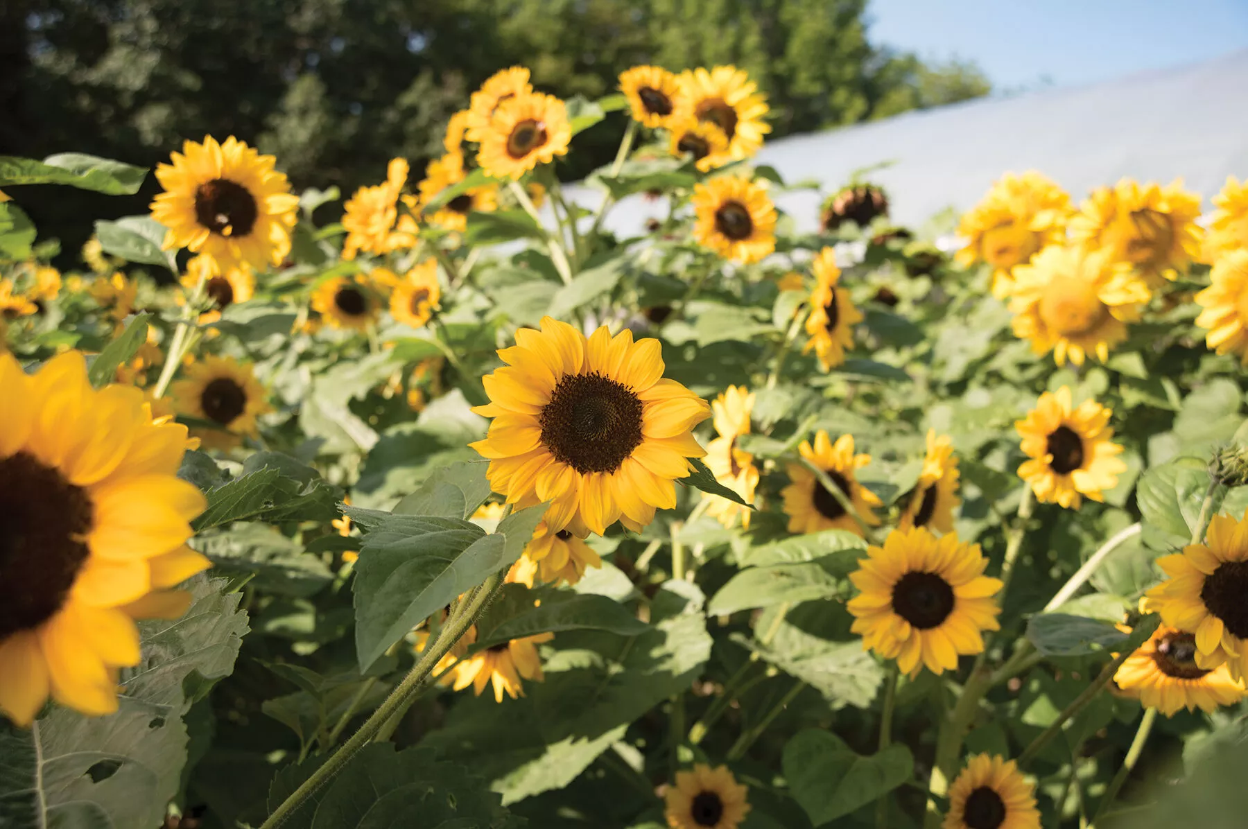 Gold Rush (F1) Sunflower Seed