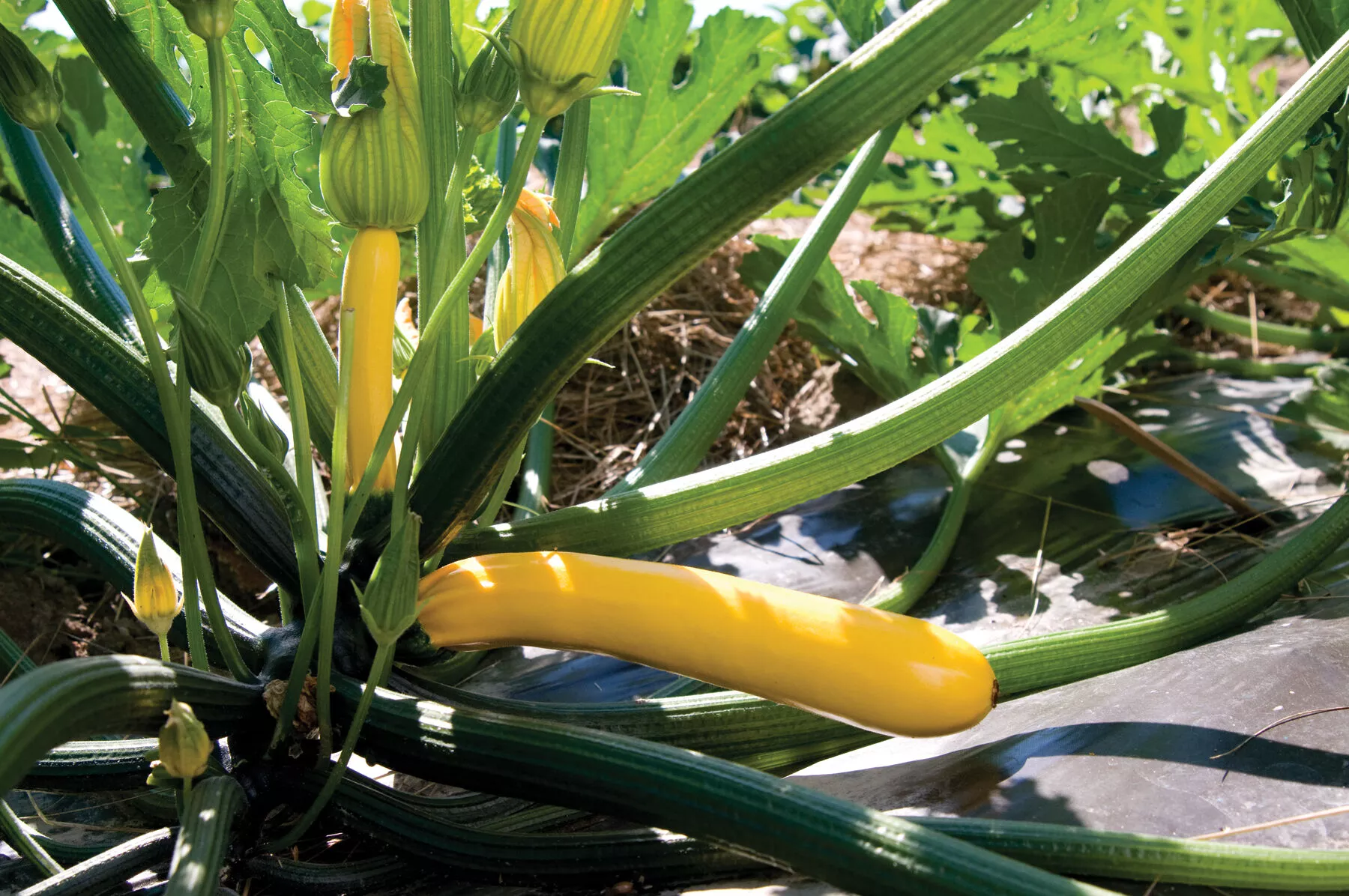 golden-glory-f1-zucchini-squash-seed Golden Glory (F1) Zucchini Squash Seed