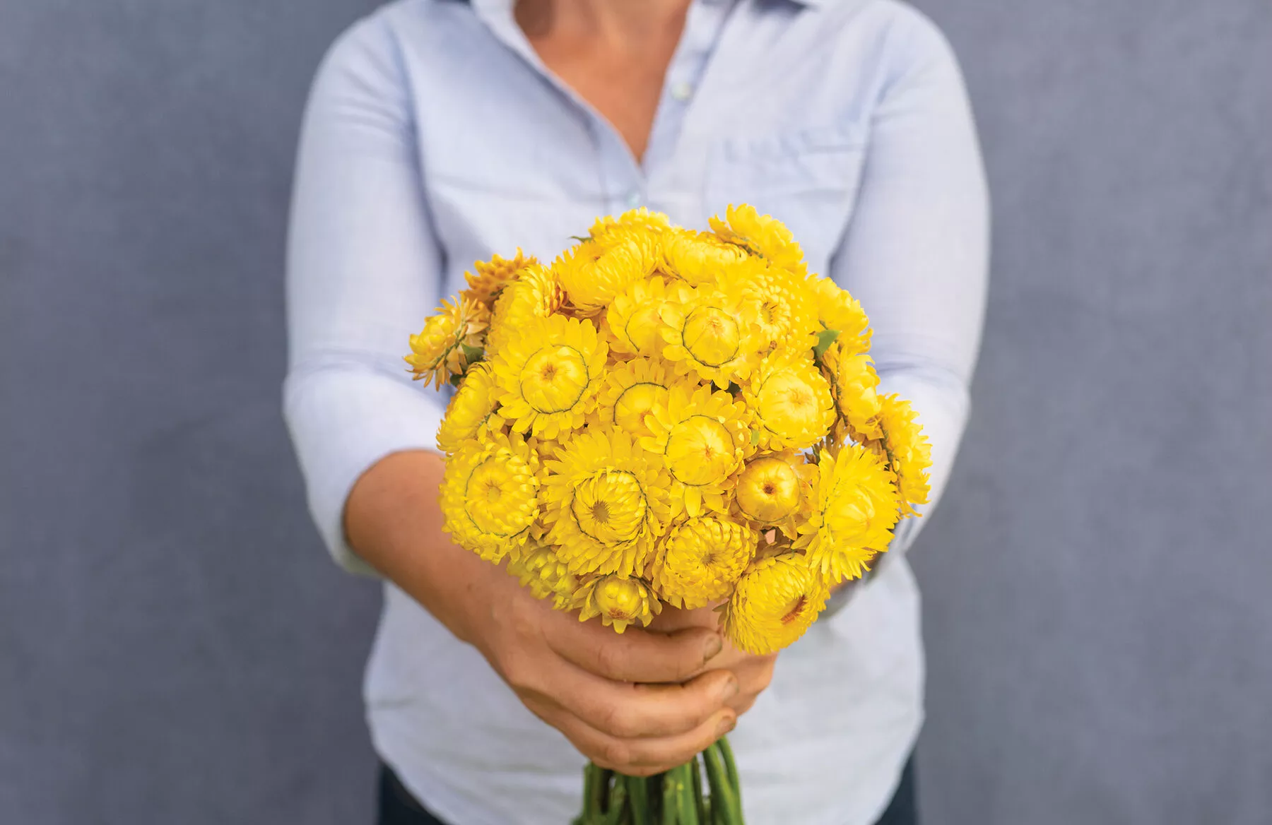 golden-yellow-strawflower-seed Golden Yellow Strawflower Seed