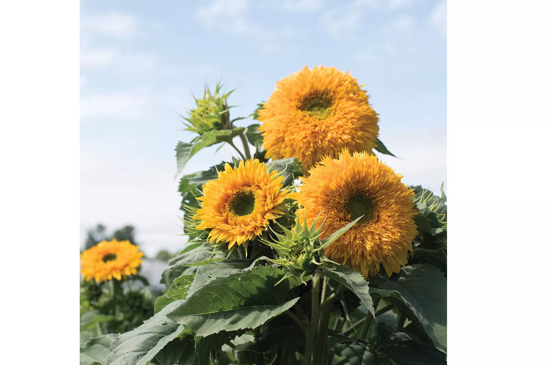Goldy Double Organic Sunflower Seed