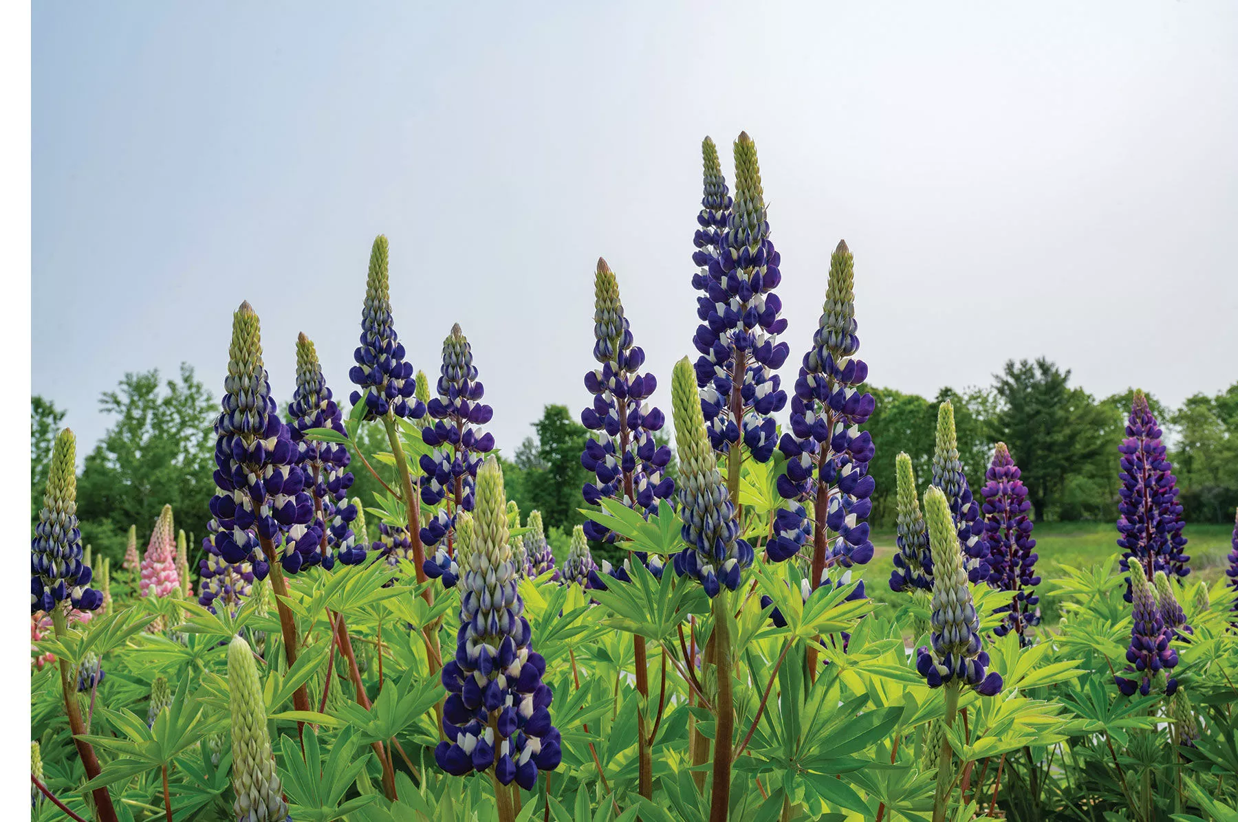 governor-lupine-seed The Governor Lupine Seed