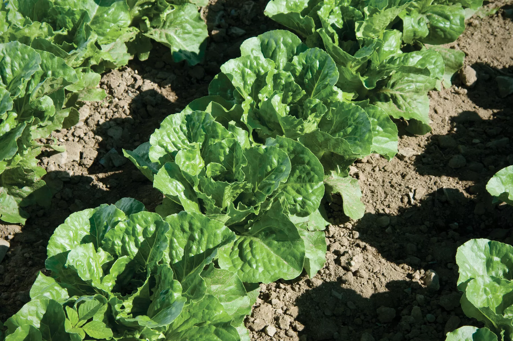 green-forest-lettuce-seed Green Forest Lettuce Seed