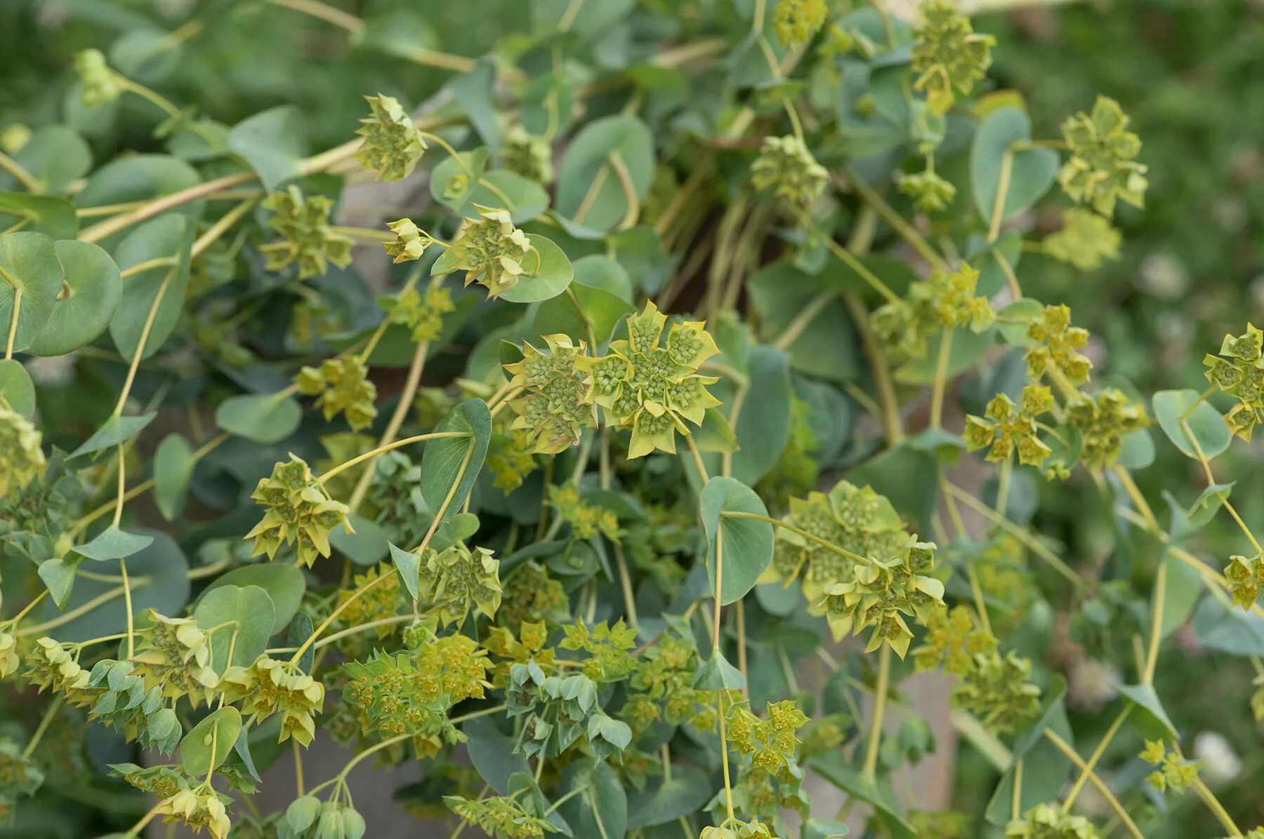 Green Gold Bupleurum Seed