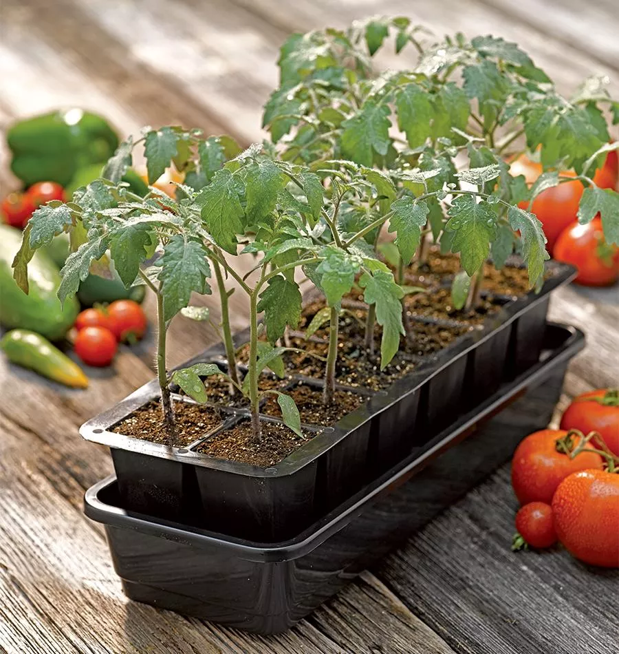 Grow Ease Starter Kit 12 Cell
