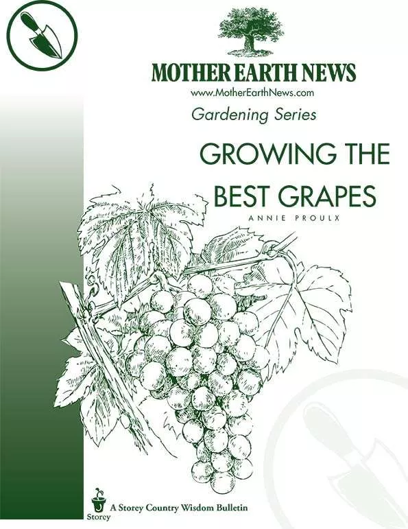 growing-best-grapes-e-handbook Growing The Best Grapes, E-Handbook