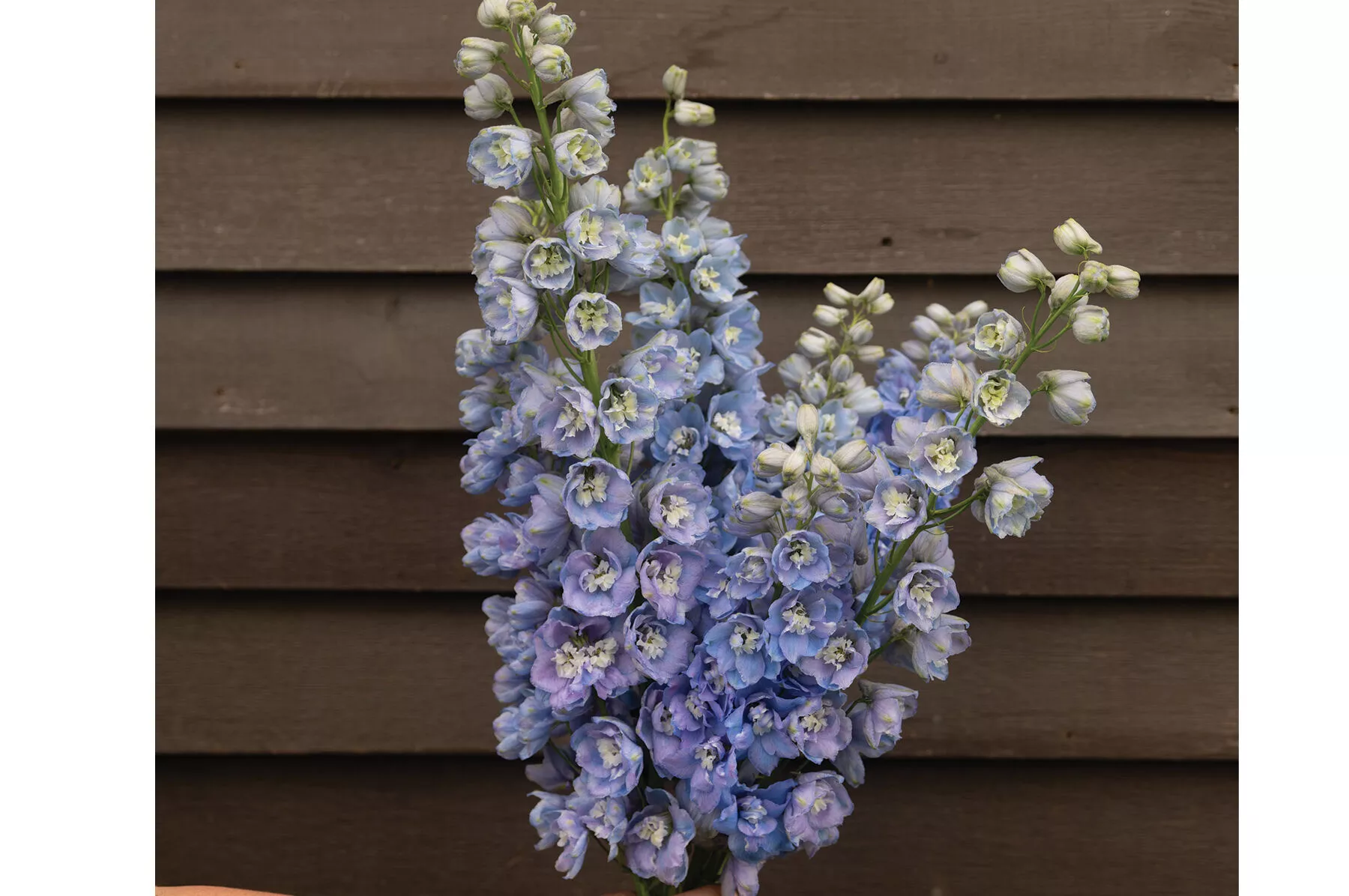guardian-lavender-f1-delphinium-seed Guardian Lavender (F1) Delphinium Seed