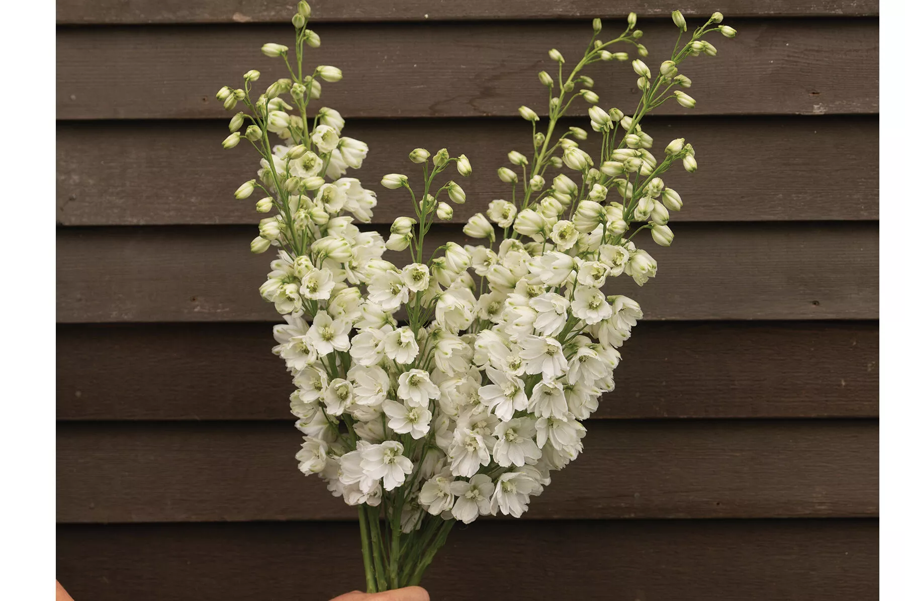 guardian-white-f1-delphinium-seed Guardian White (F1) Delphinium Seed