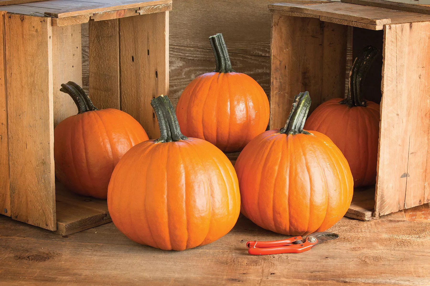 Gumdrop PMR Treated (F1) Pumpkin Seed