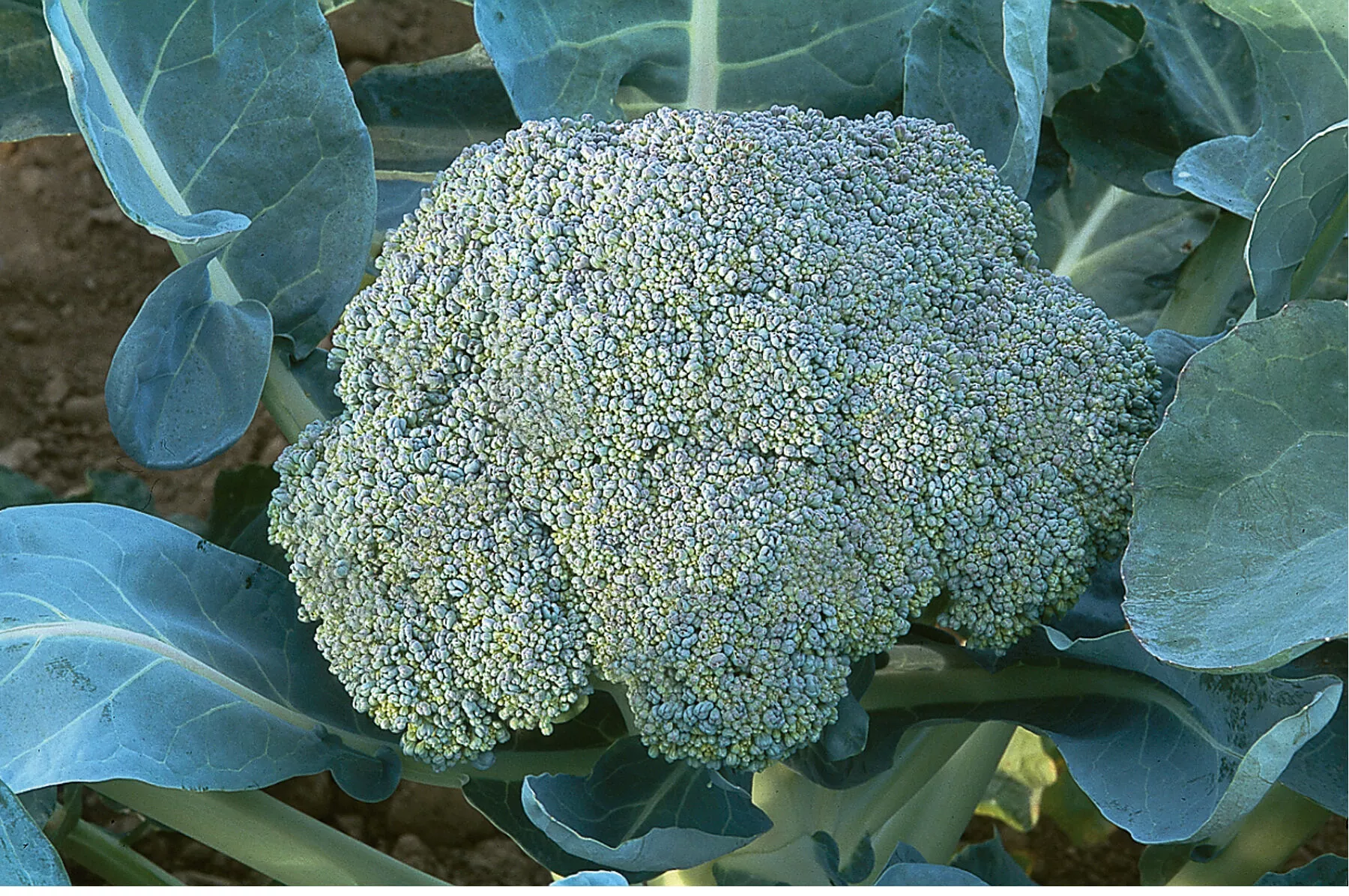 Gypsy (F1) Broccoli Seed