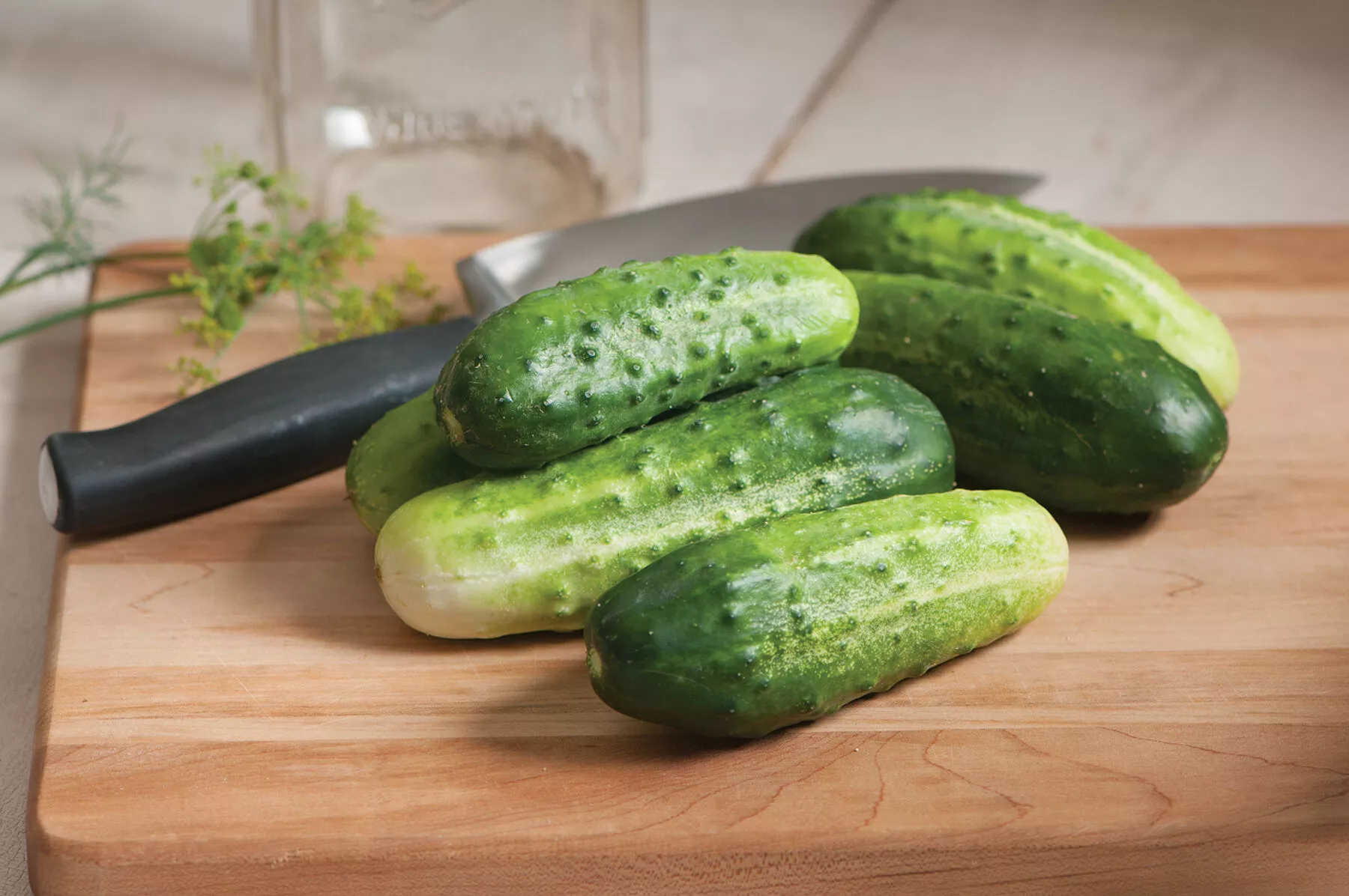 H-19 Little Leaf Organic Cucumber Seed