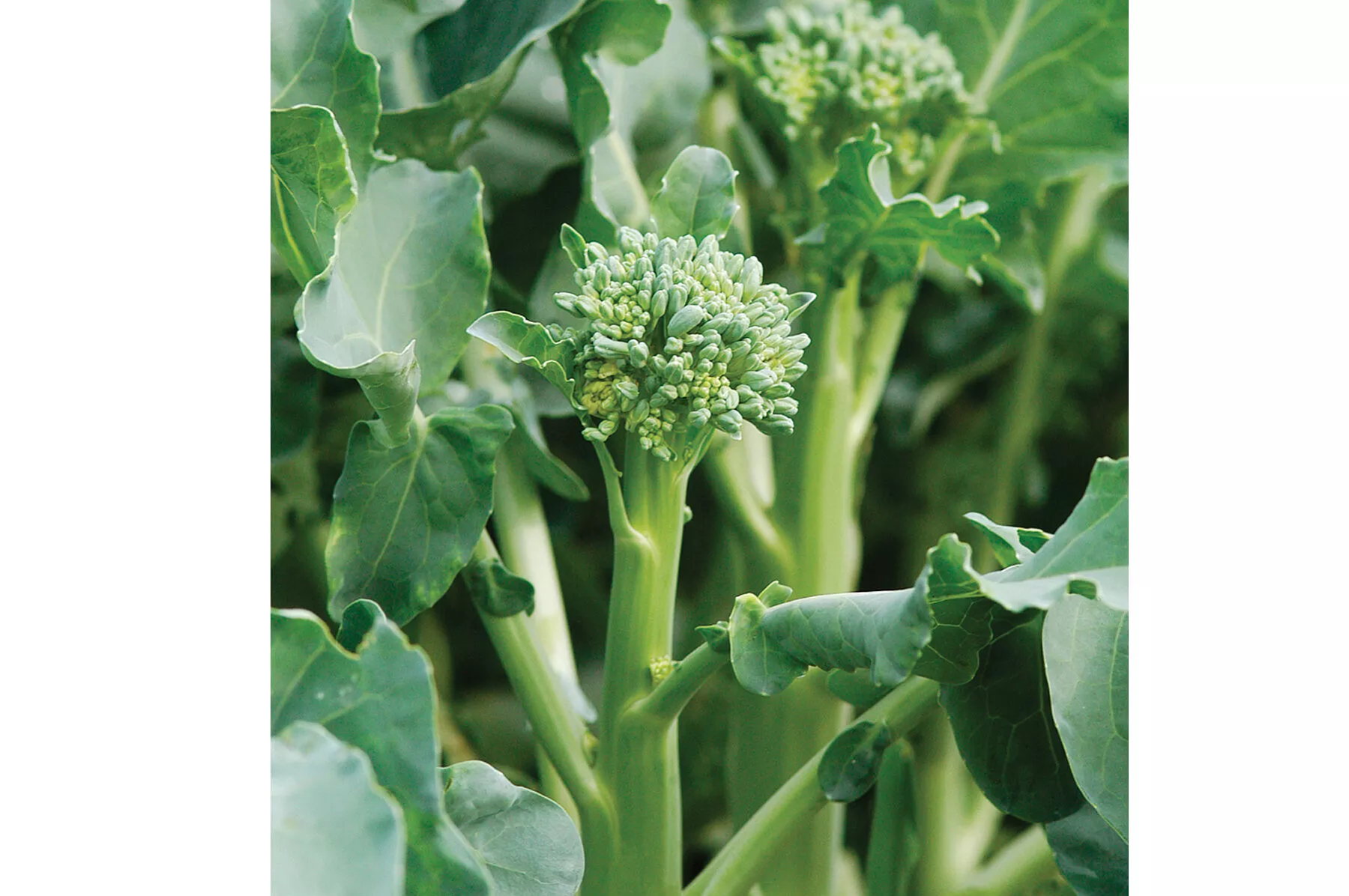 Happy Rich (F1) Broccoli Seed